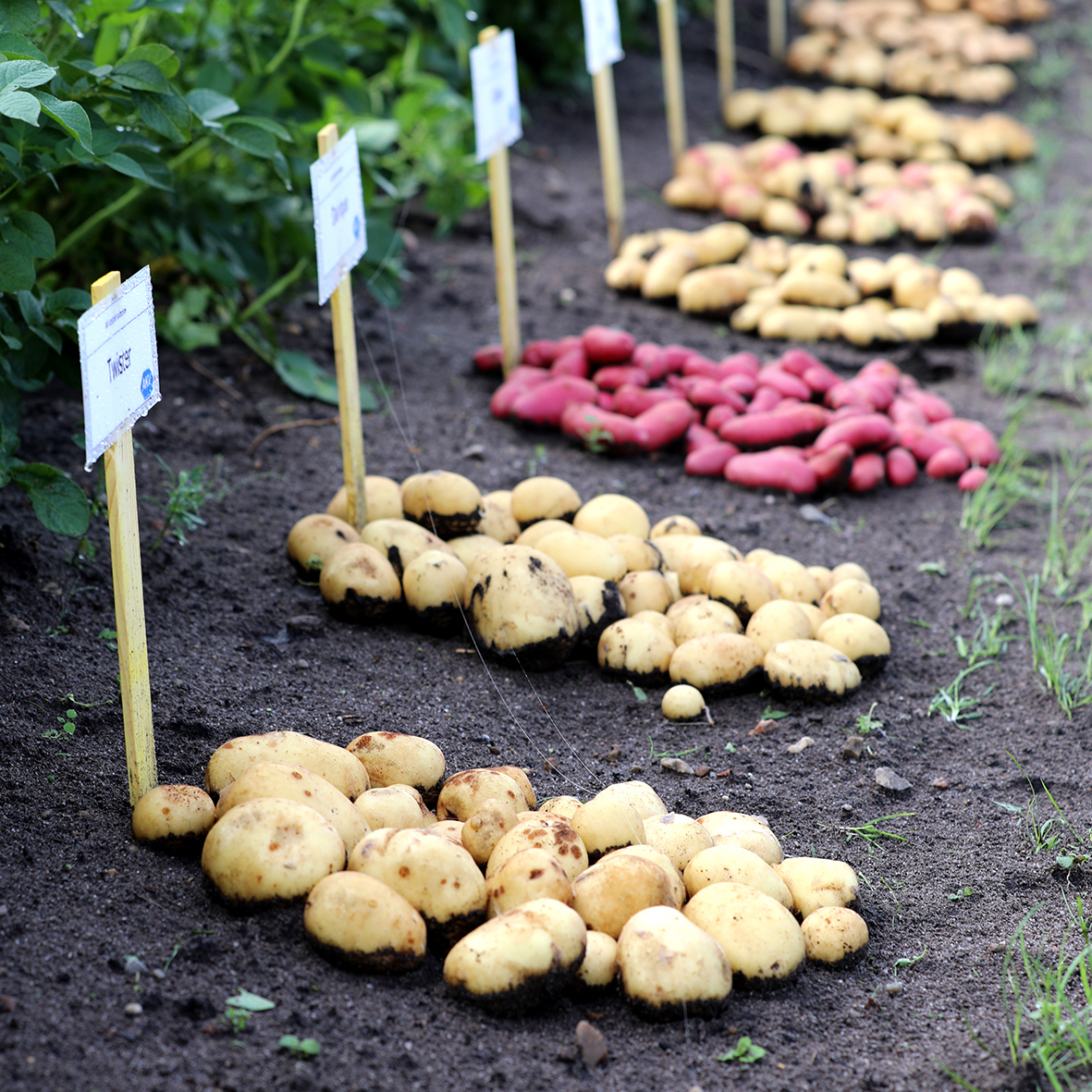 Vi dyrker flere kartofler, men færre af dem havner på middagsbordet