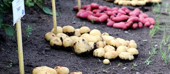 Vækststandsning fylder på årets Kartoffeldag