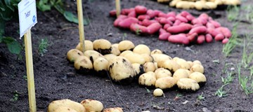 Vækststandsning fylder på årets Kartoffeldag