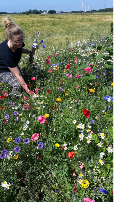 Otte kilometer blomster er klar til at blive plukket