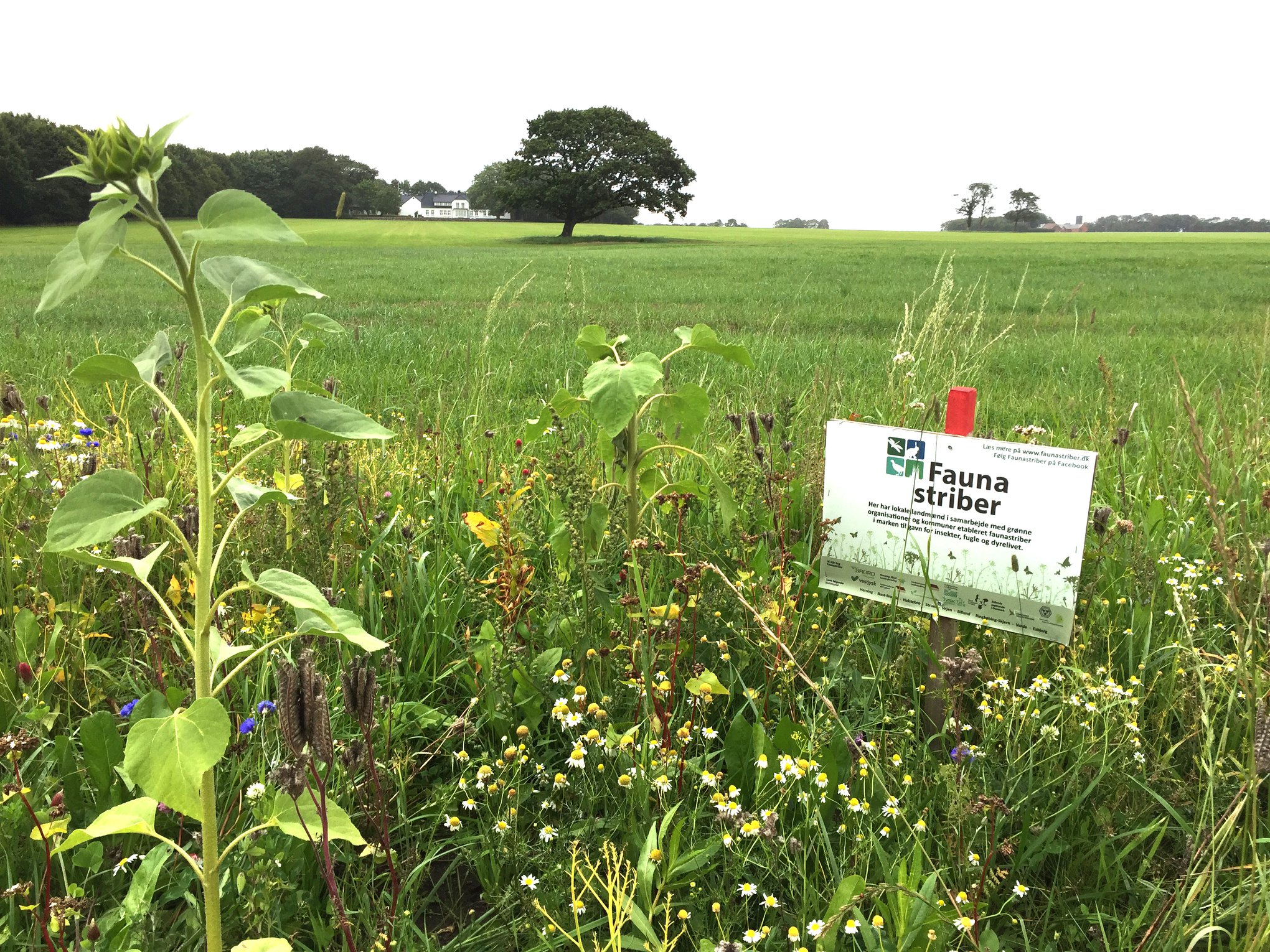 De jyske marker bliver mere og mere Faunastribede