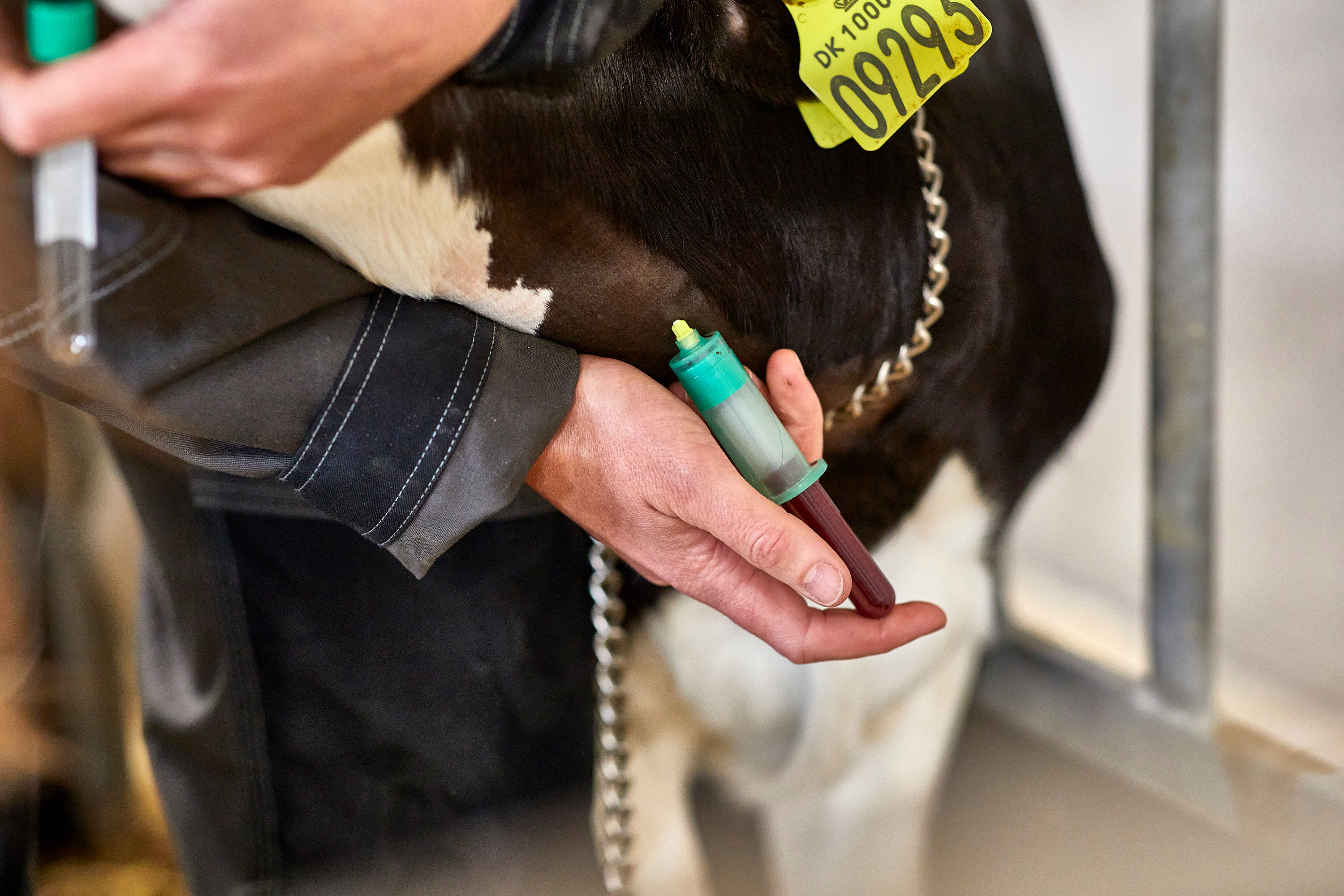 Dødelighed og behandlingsfrekvens hos kalve kan halveres