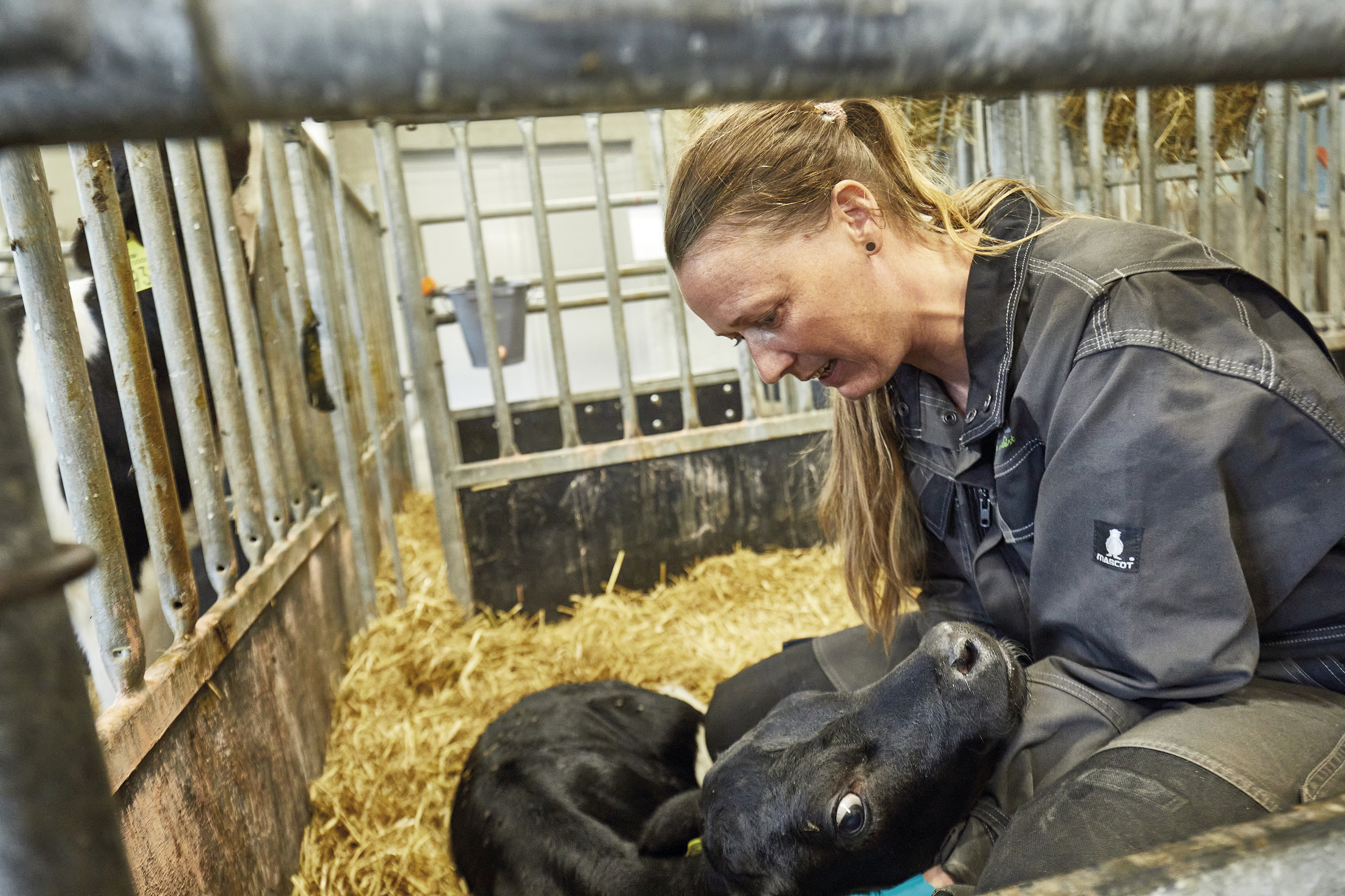 Myte aflivet: Du må gerne vandfodre kalvene med sut