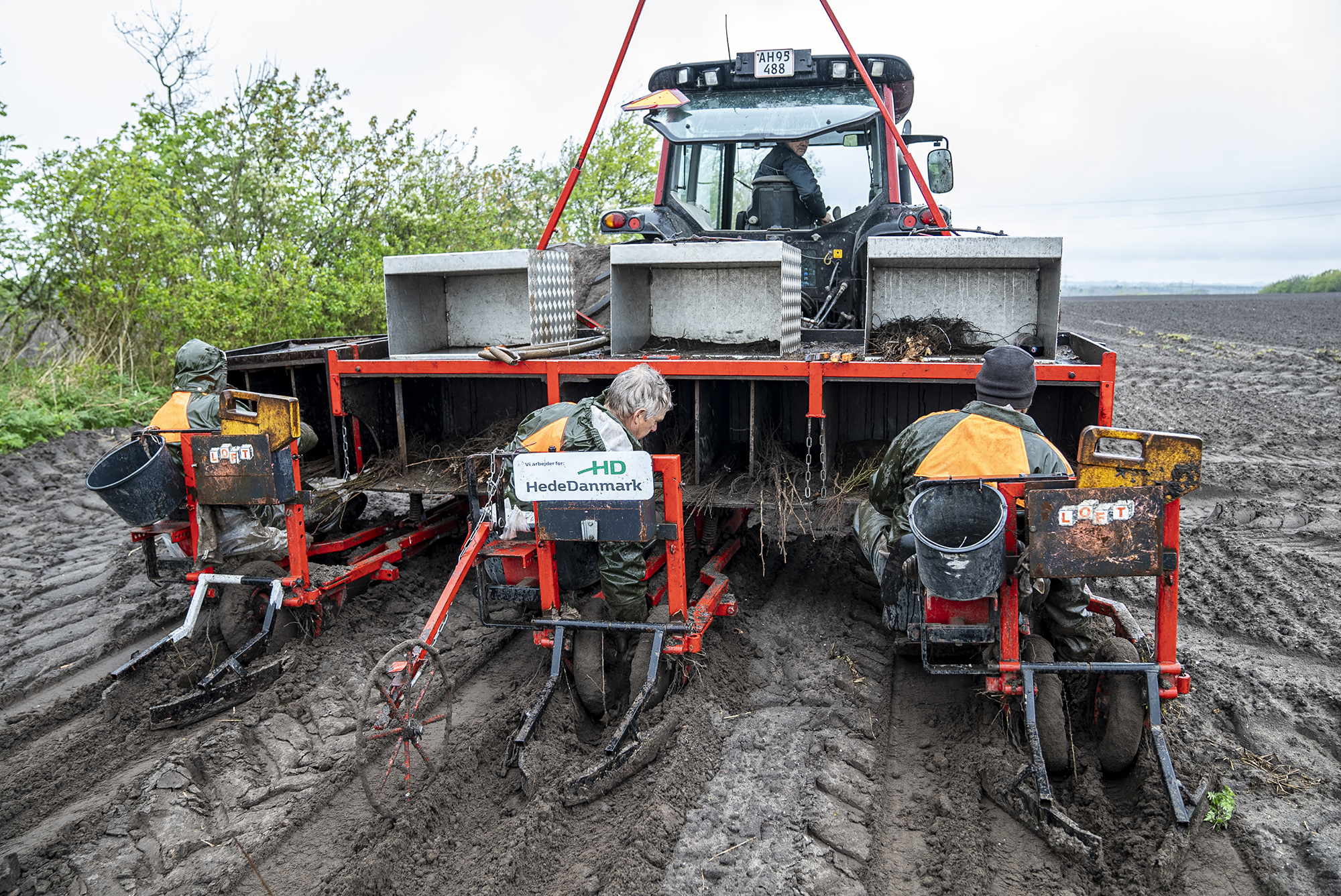 Ved Holstebro er der plads til både landbrug og landets første folkeskov