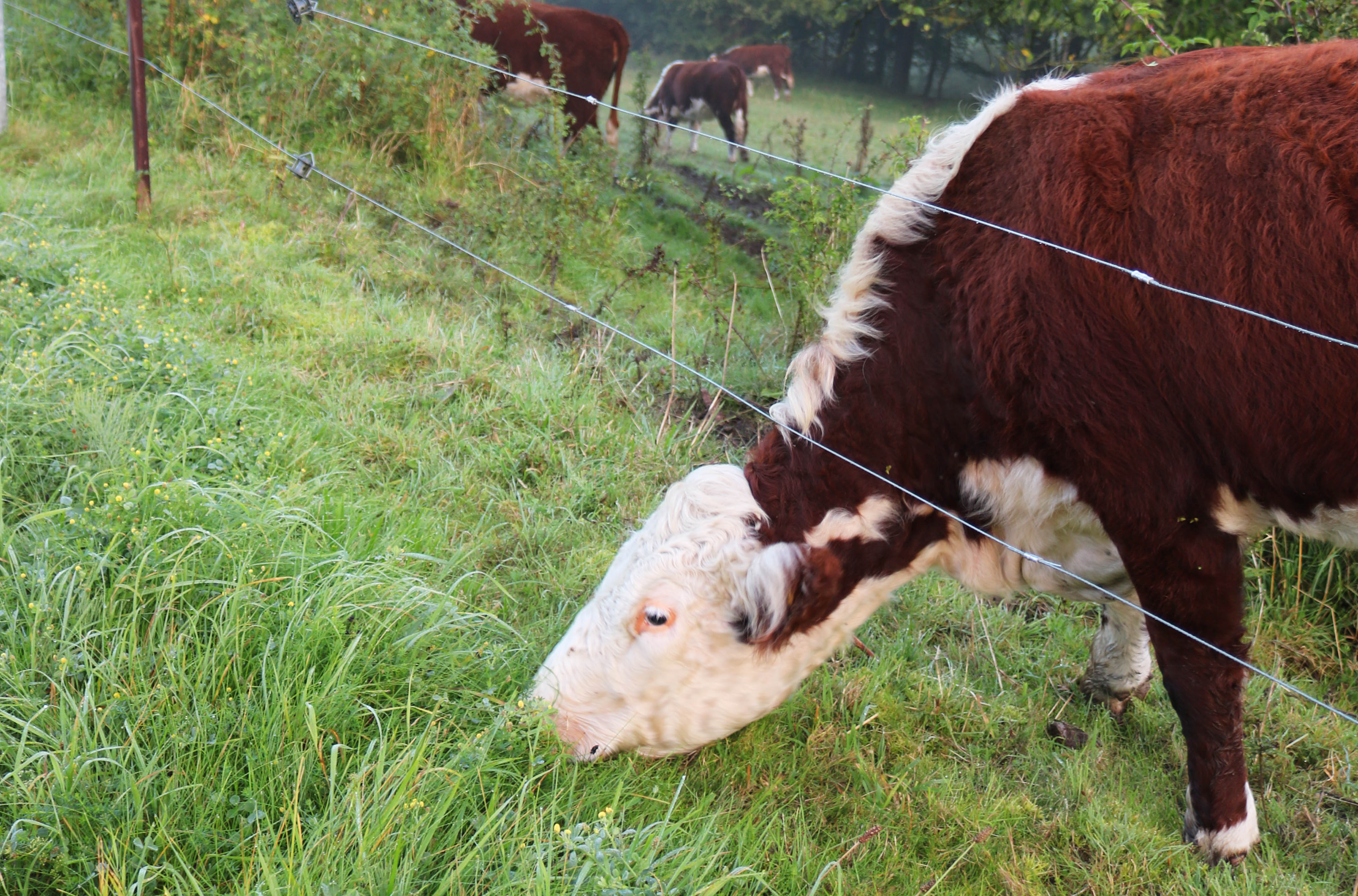 Tilskud til rydning af tilgroede arealer og forberedelse til afgræsning