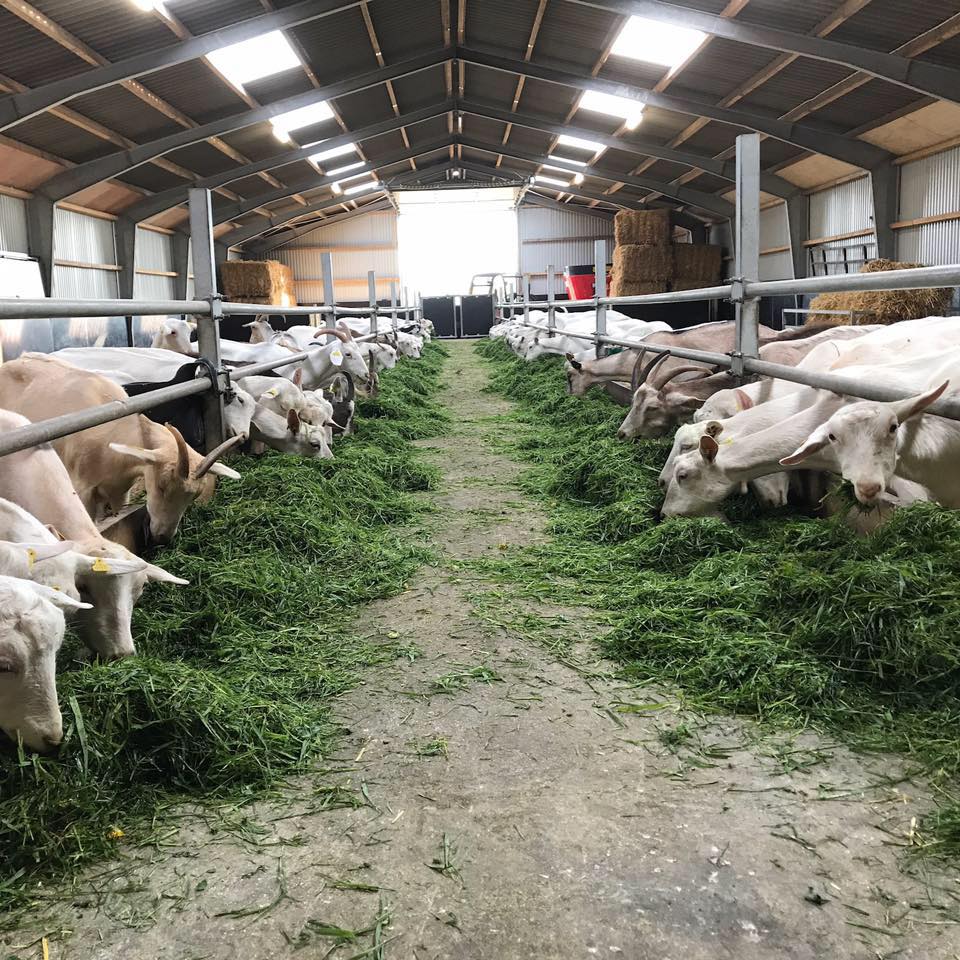 Ung landmand satser på økologiske malkegeder