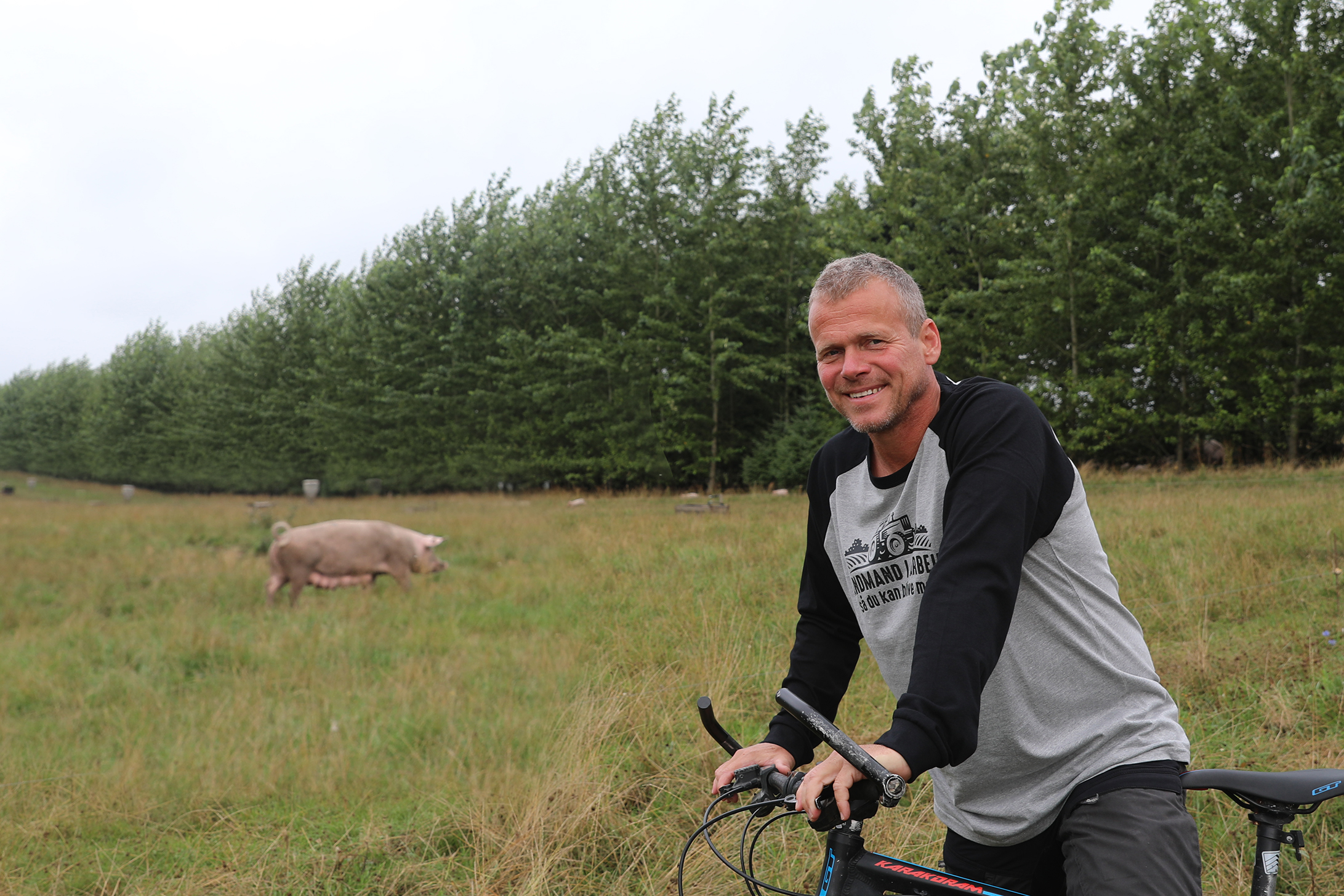 Bertels økologiske grise under poppeltræerne
