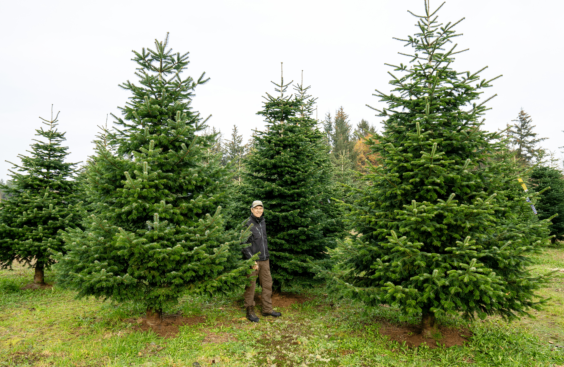 Juletræsbranchen aner lys for enden af tunnelen