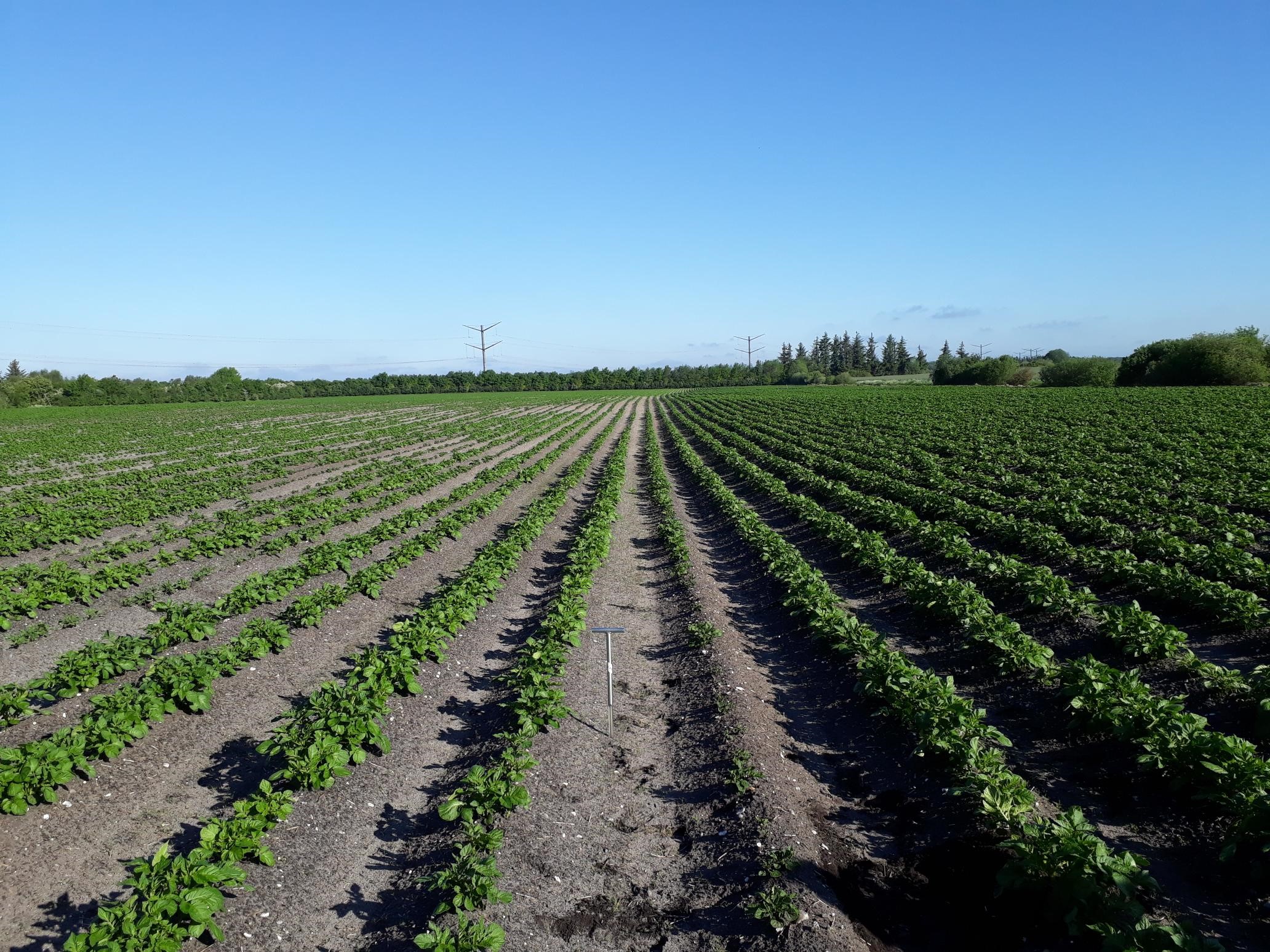Årets kartoffelhøst blev reddet af den gode sensommer