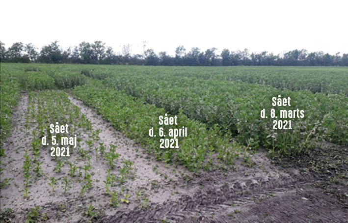 Nyeste resultater fra forsøg med hestebønner