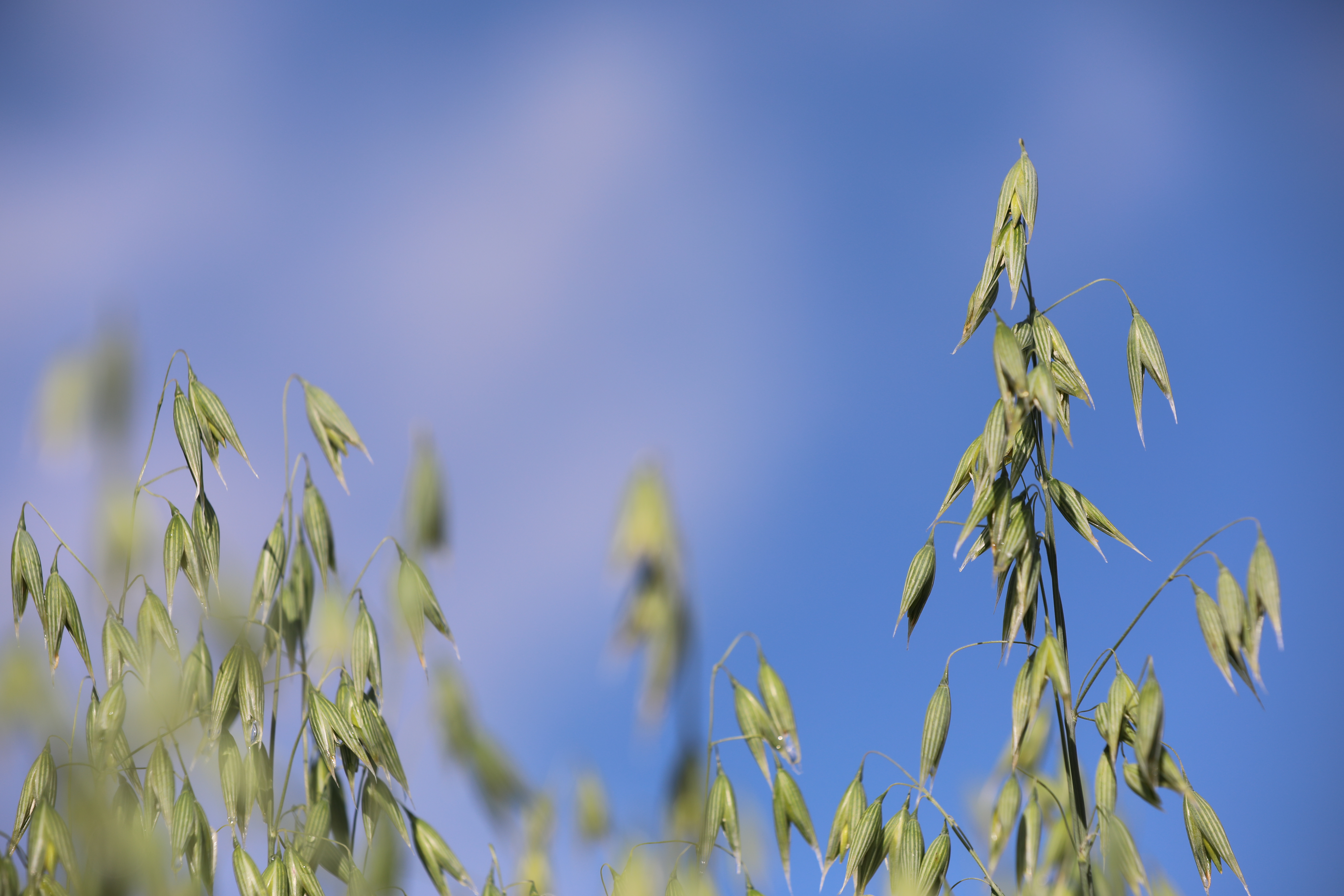 Hvordan er vejen til selvstændig?