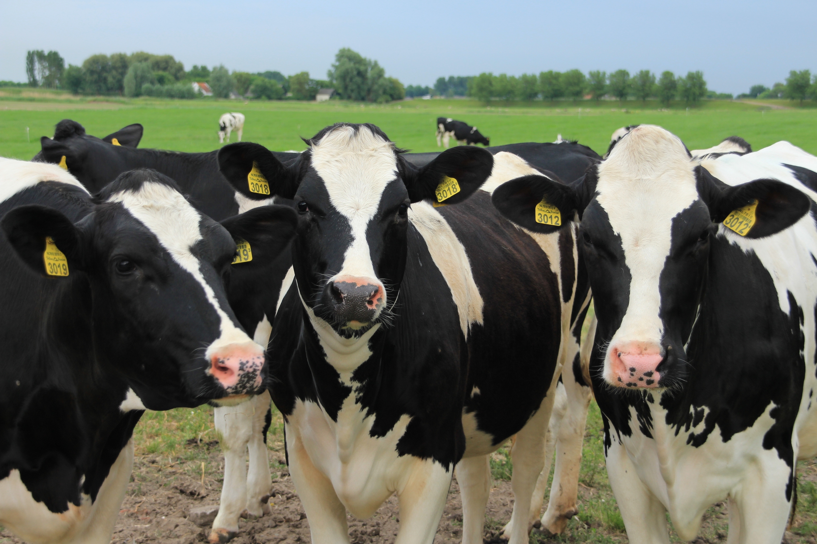 Nyt pulver kan banke metan-udledning fra køer i bund