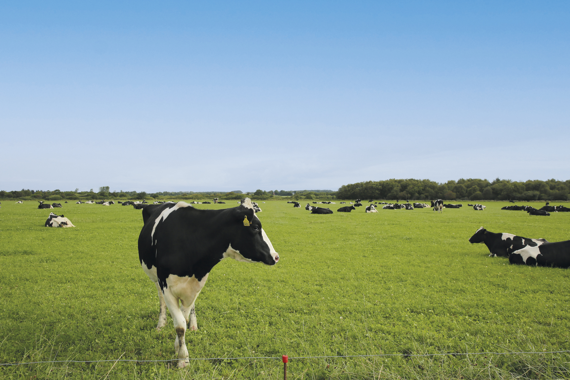 Del græsmarkerne op og få 20 % mere foder