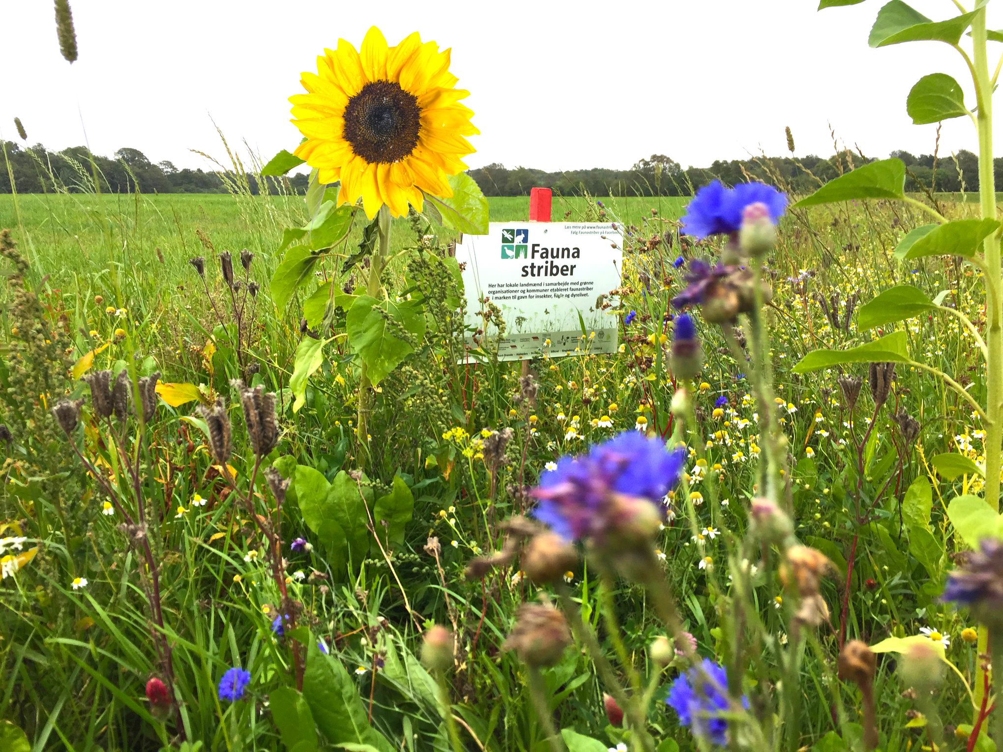 Tilmeld dig at få sået Faunastriber nu
