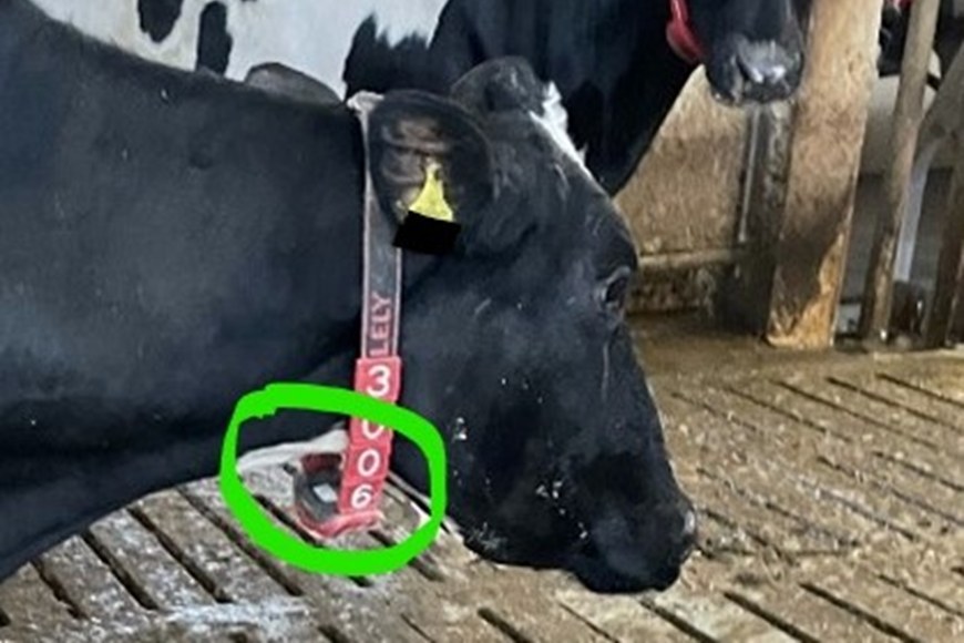 Halsbånd sladrer (også) om din foderblanding