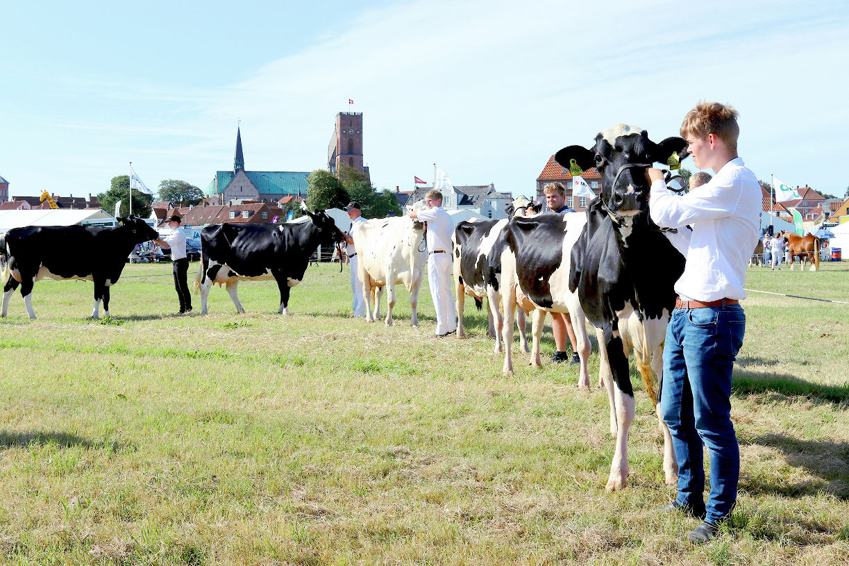 Ribe Dyrskue ser frem mod 2021