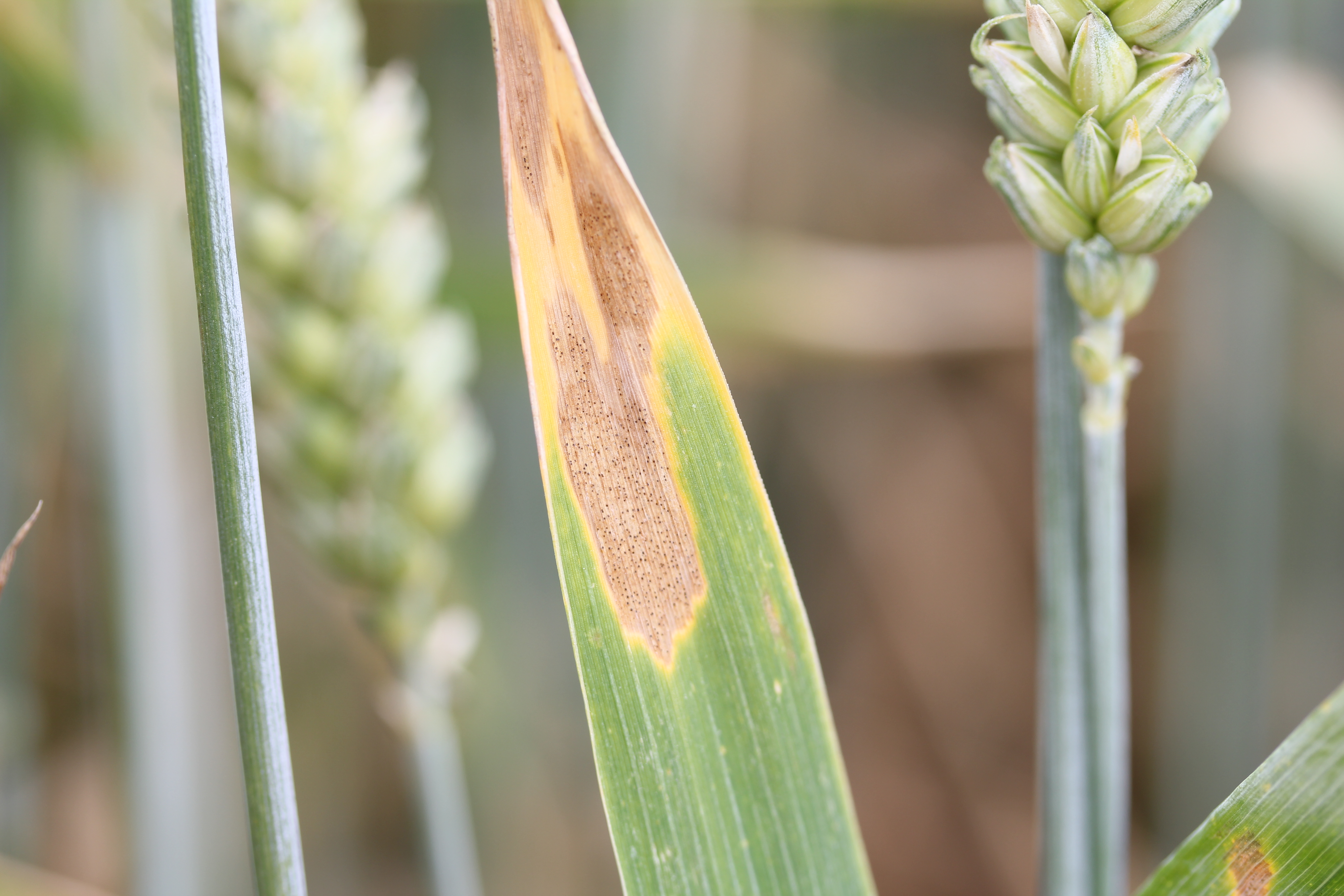 SEGES-podcasts med fokus på svampebekæmpelse og gødskning