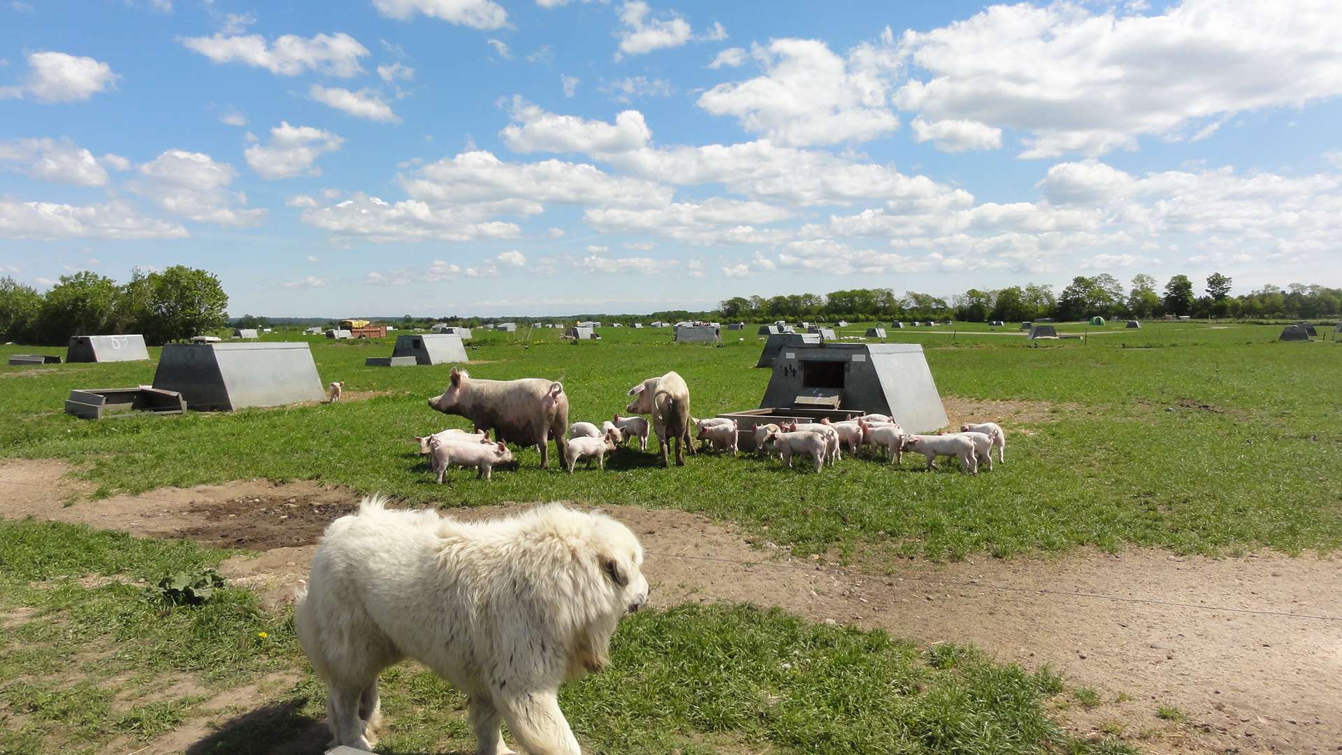 Kom til Sofari hos Nicolaj Pedersen