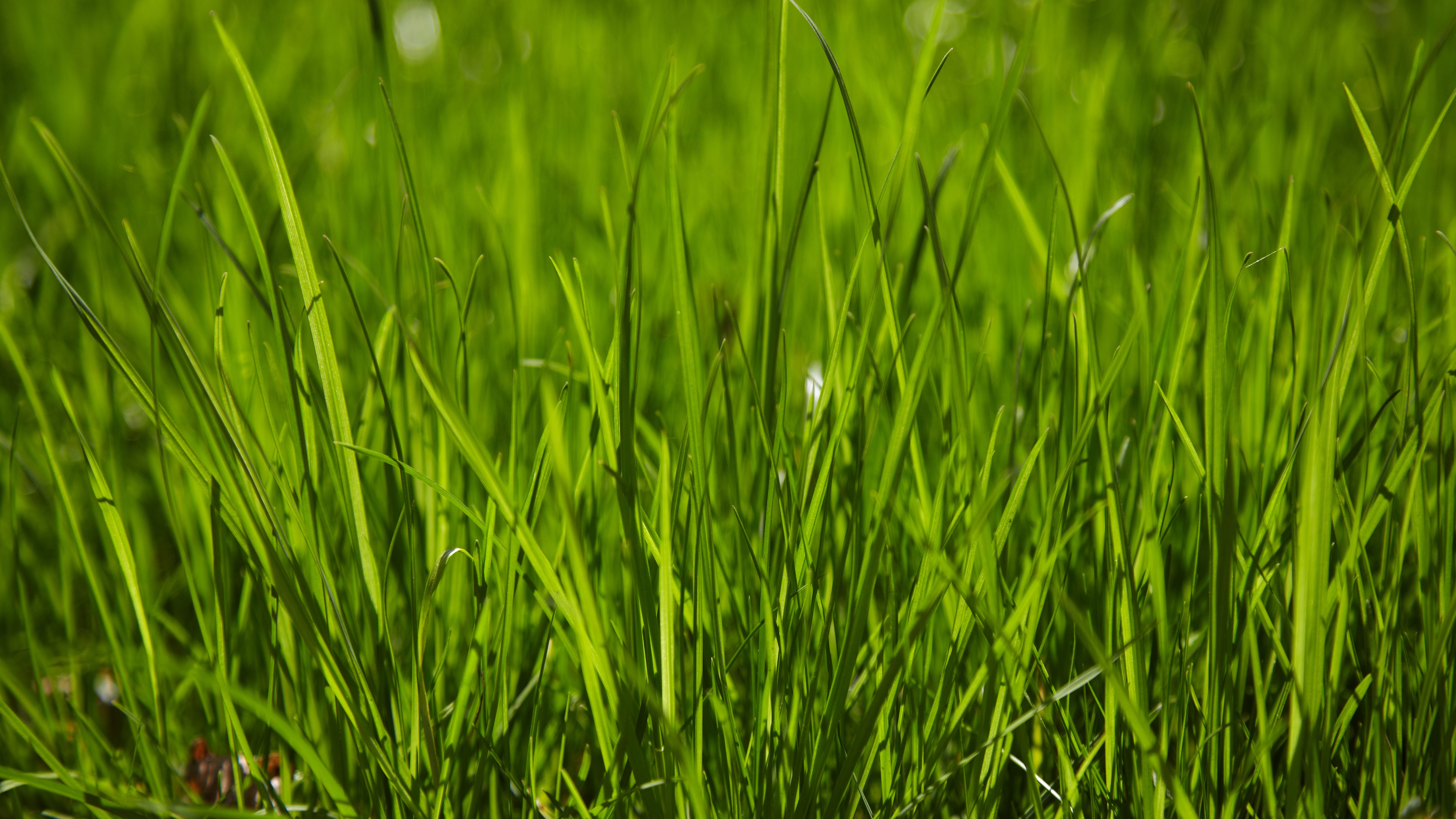 Enorm interesse for den mobile NIR-scanner