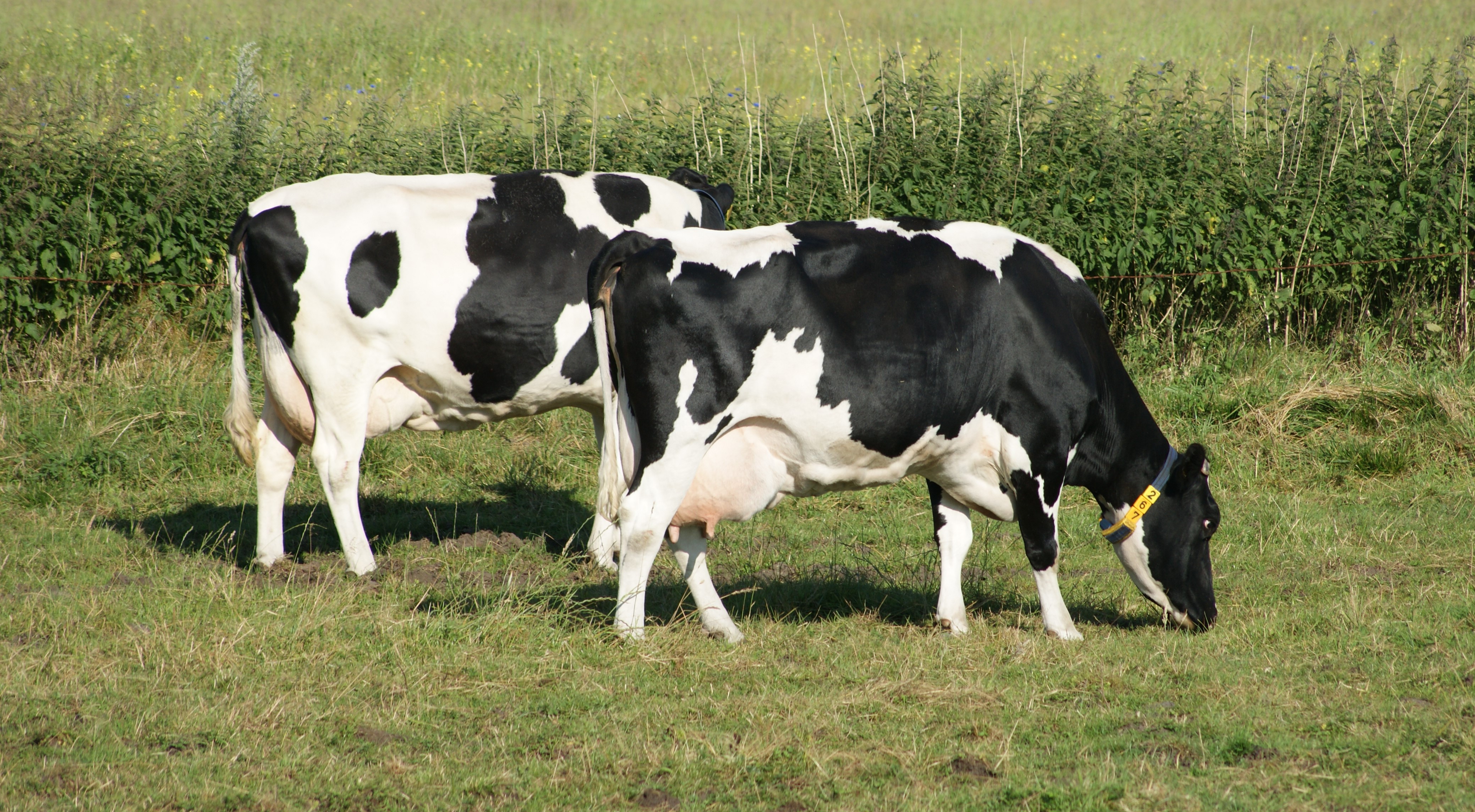 "Priser oppe i det her niveau betyder, at jeg råder til, at man ikke binder sig i for lang tid"