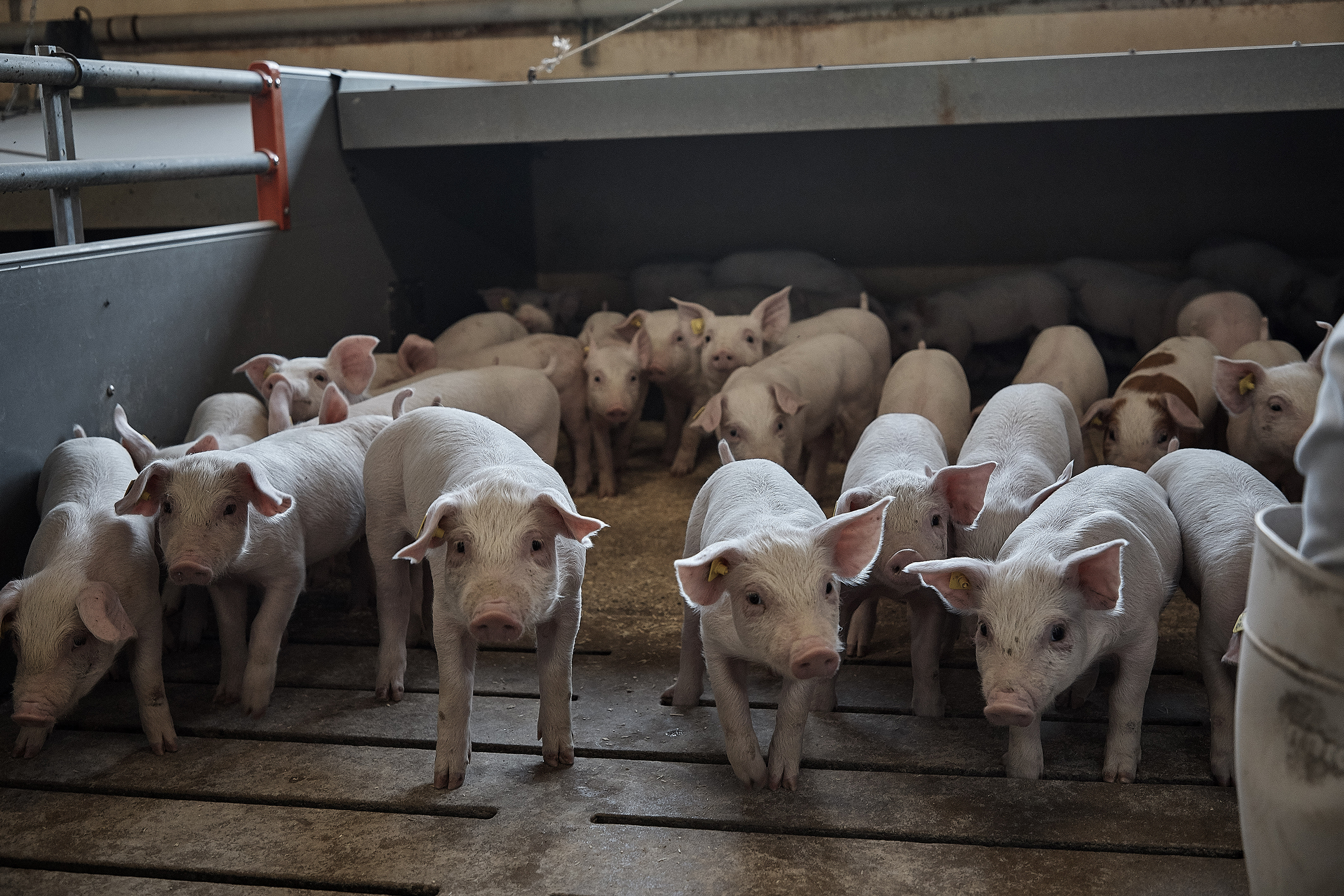 Zinkfri: De værste katastrofer er udeblevet