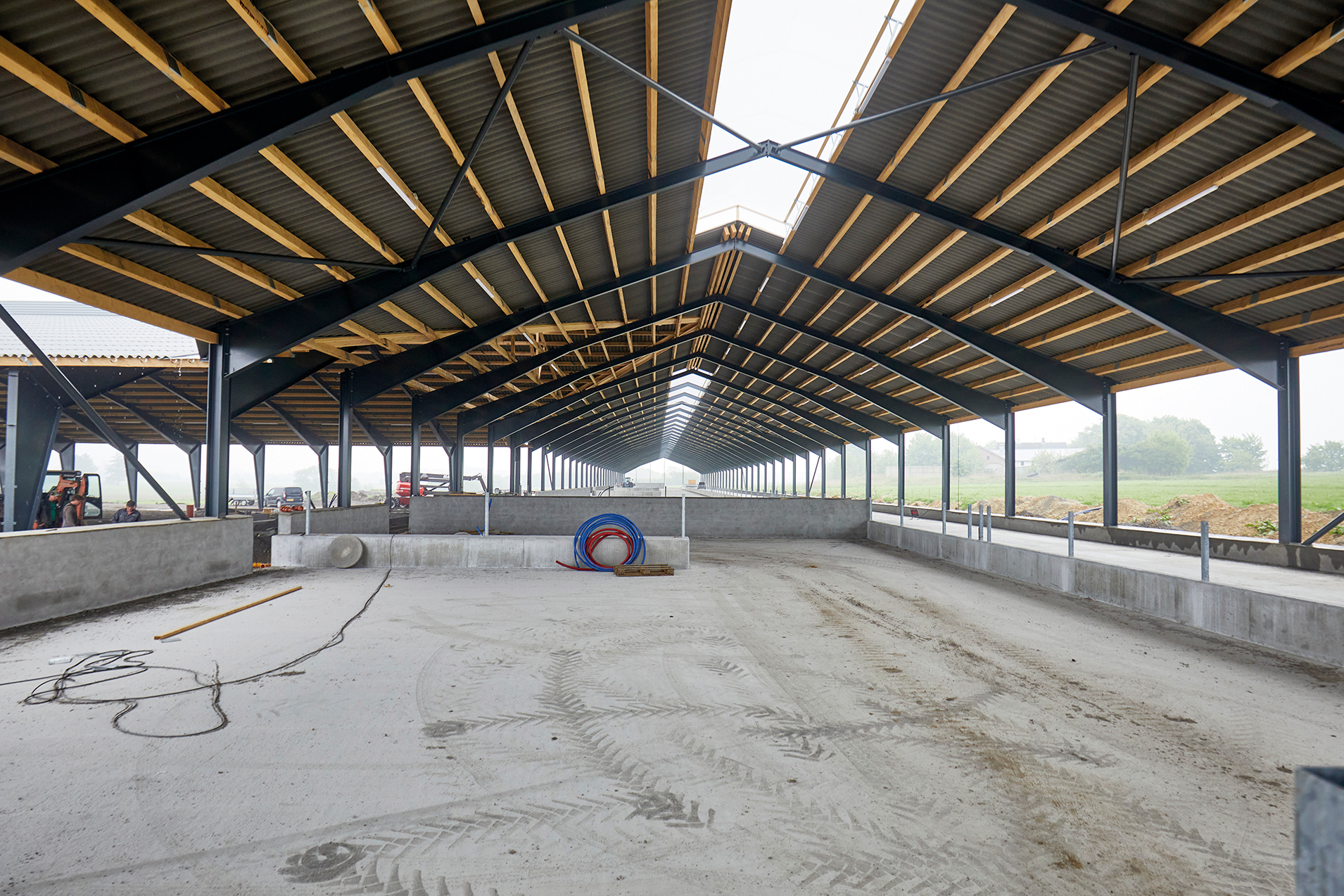 300 goldkøer får 7.000 m2 velfærd at boltre sig på