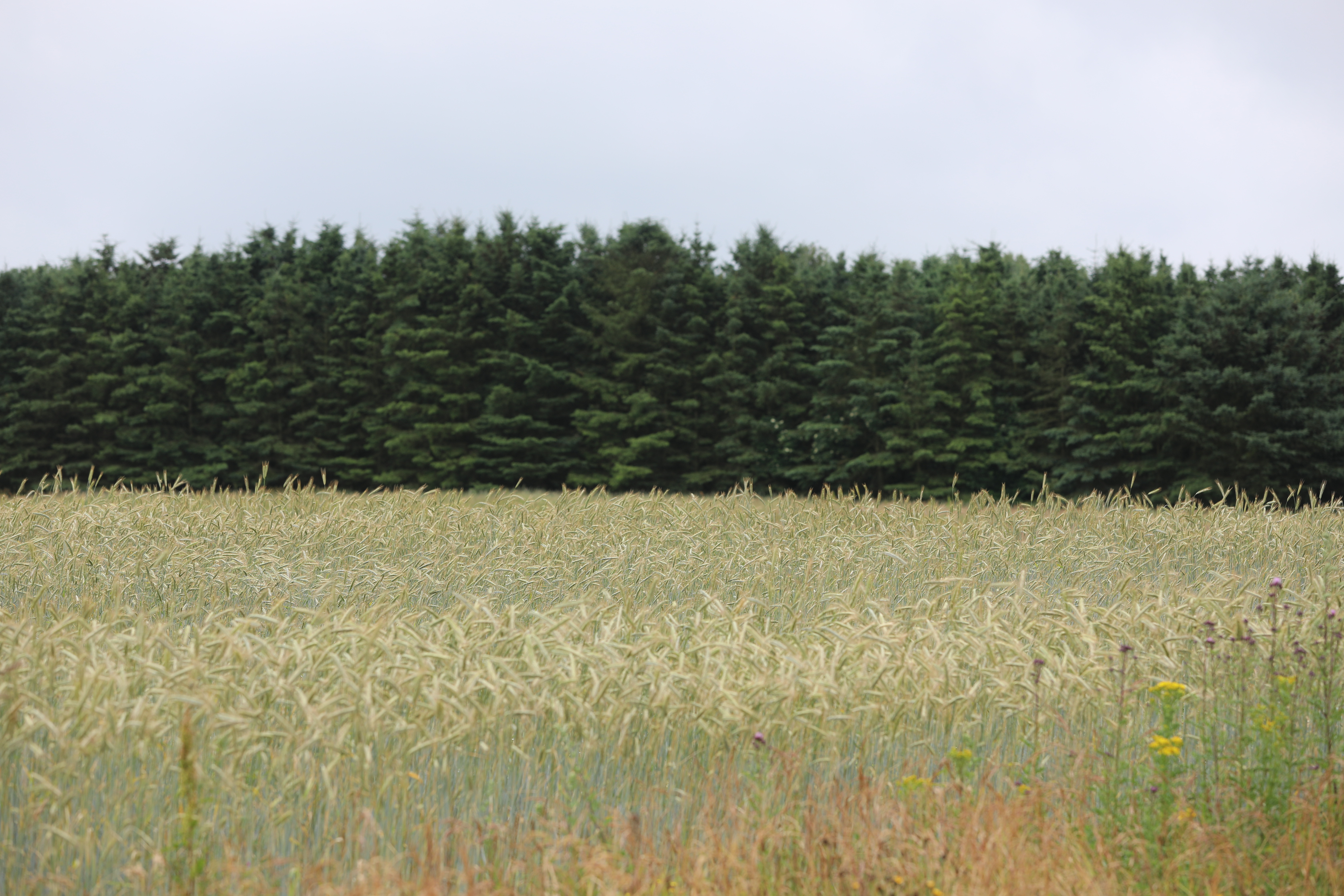 Spar ikke på syren, når du crimper dit korn