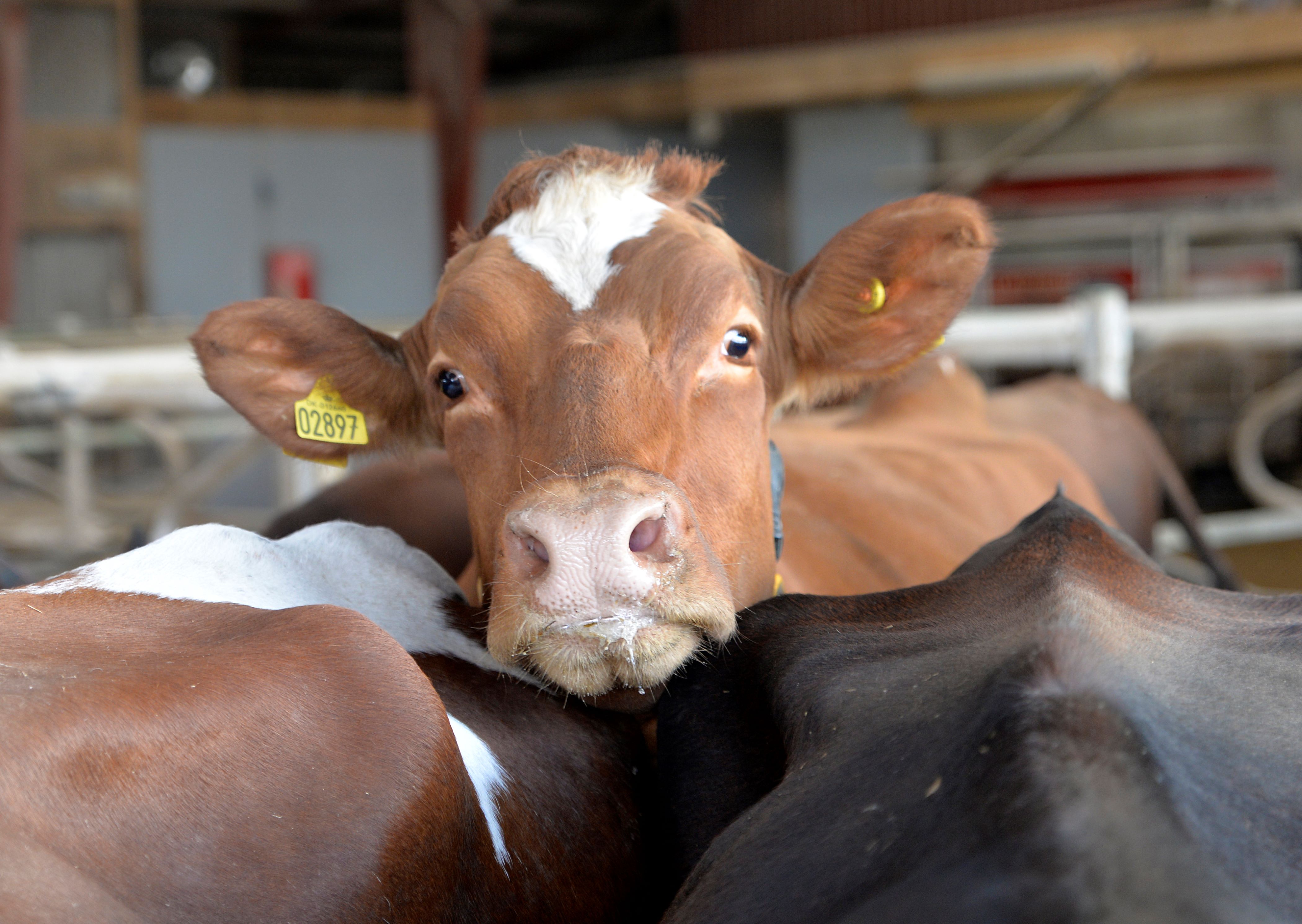 Nåede du også at få de ekstra ædepladser klar?