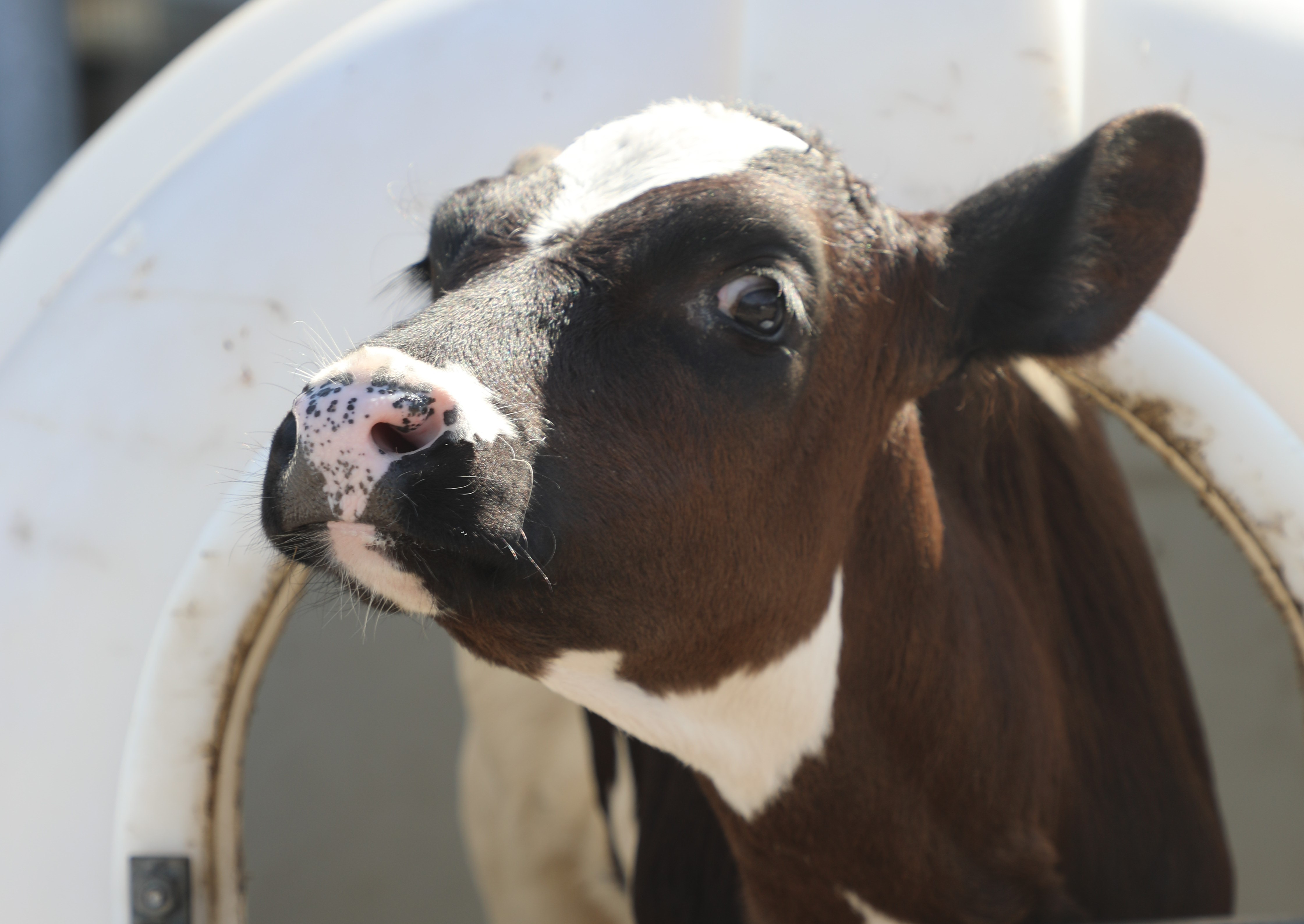 Glem ikke kalvene i varmen