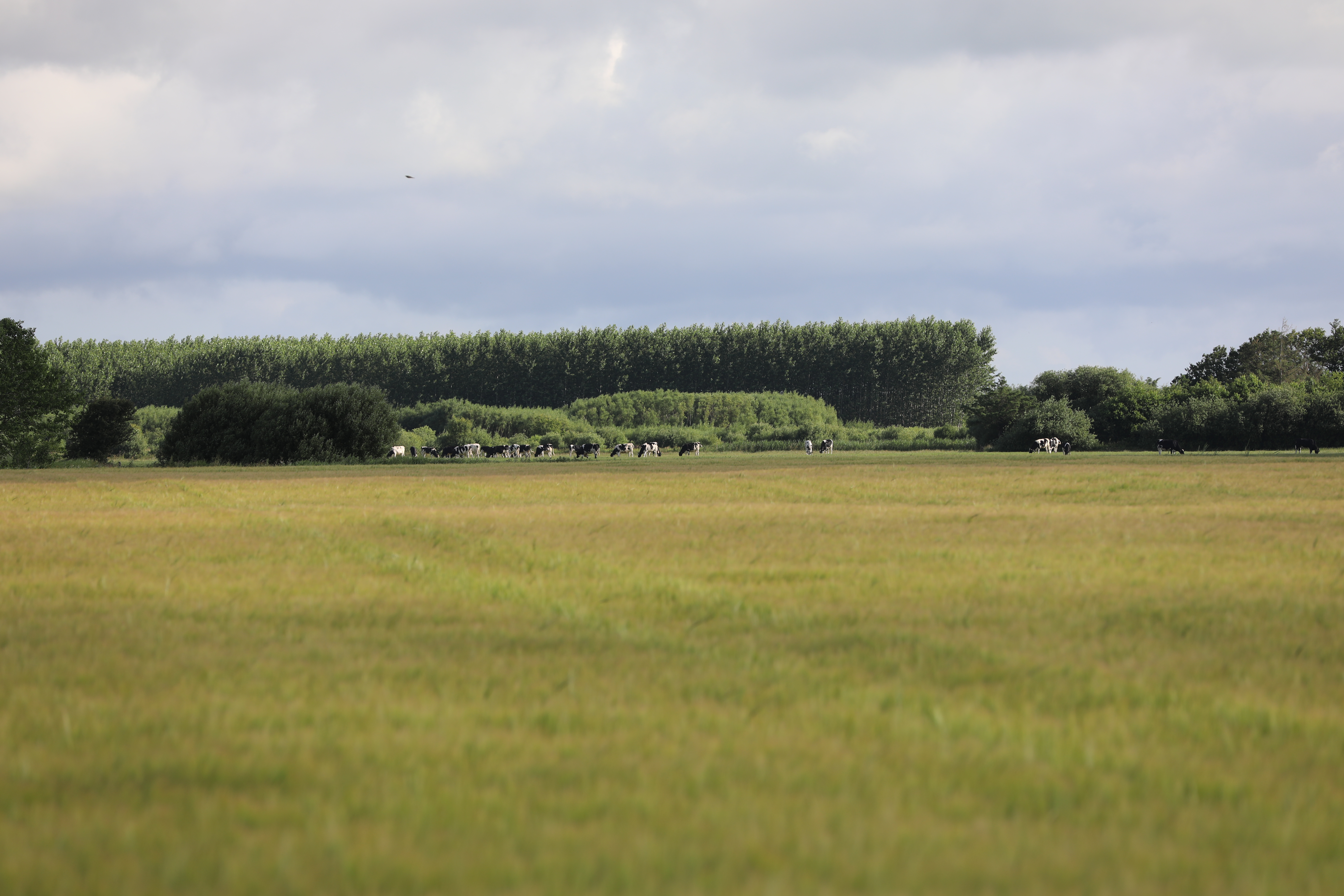 Økokvæg? Nu er det tid til at genberegne foderplanen