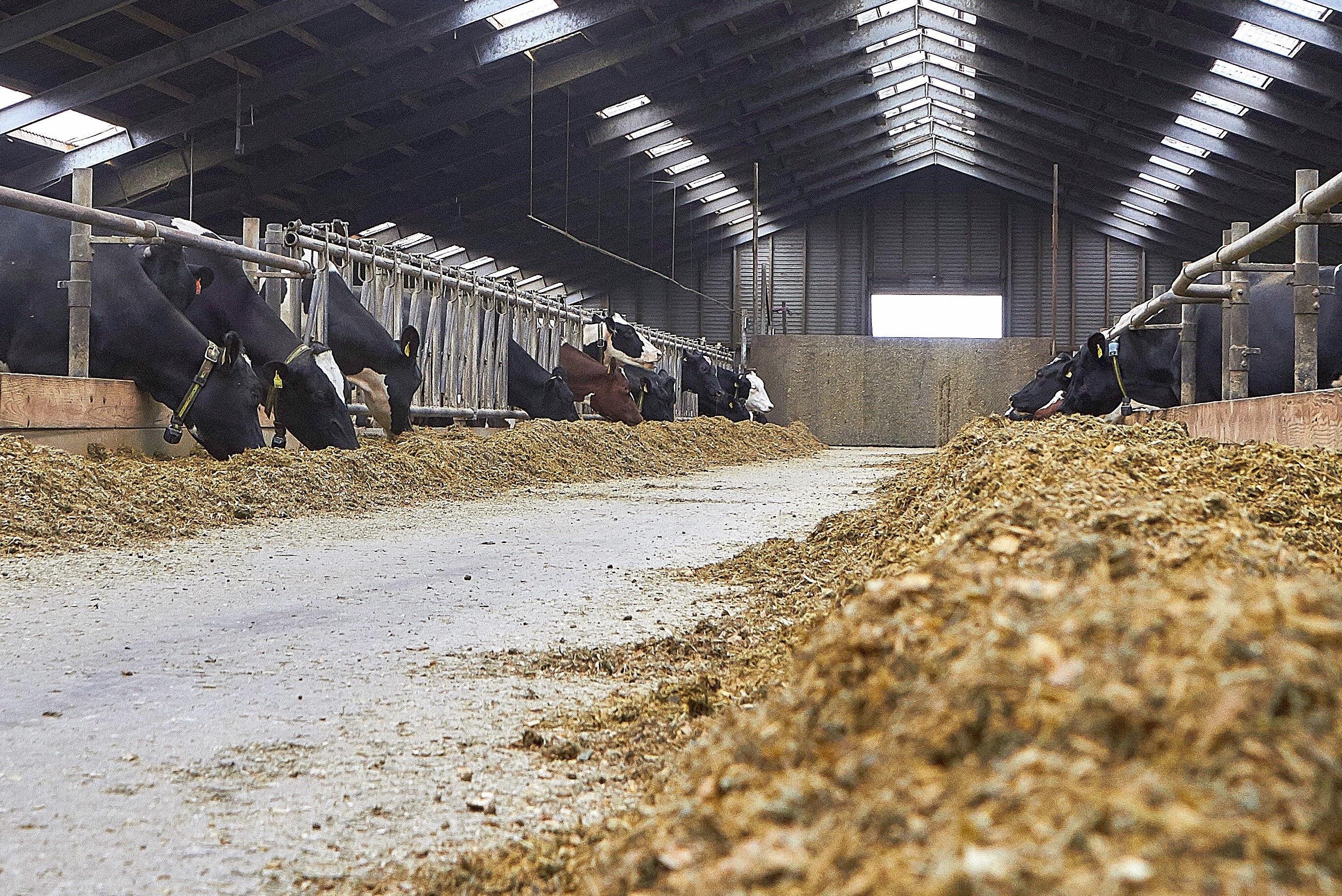 Kvæg: Overvej din strategi, inden du blindt nedbringer gælden