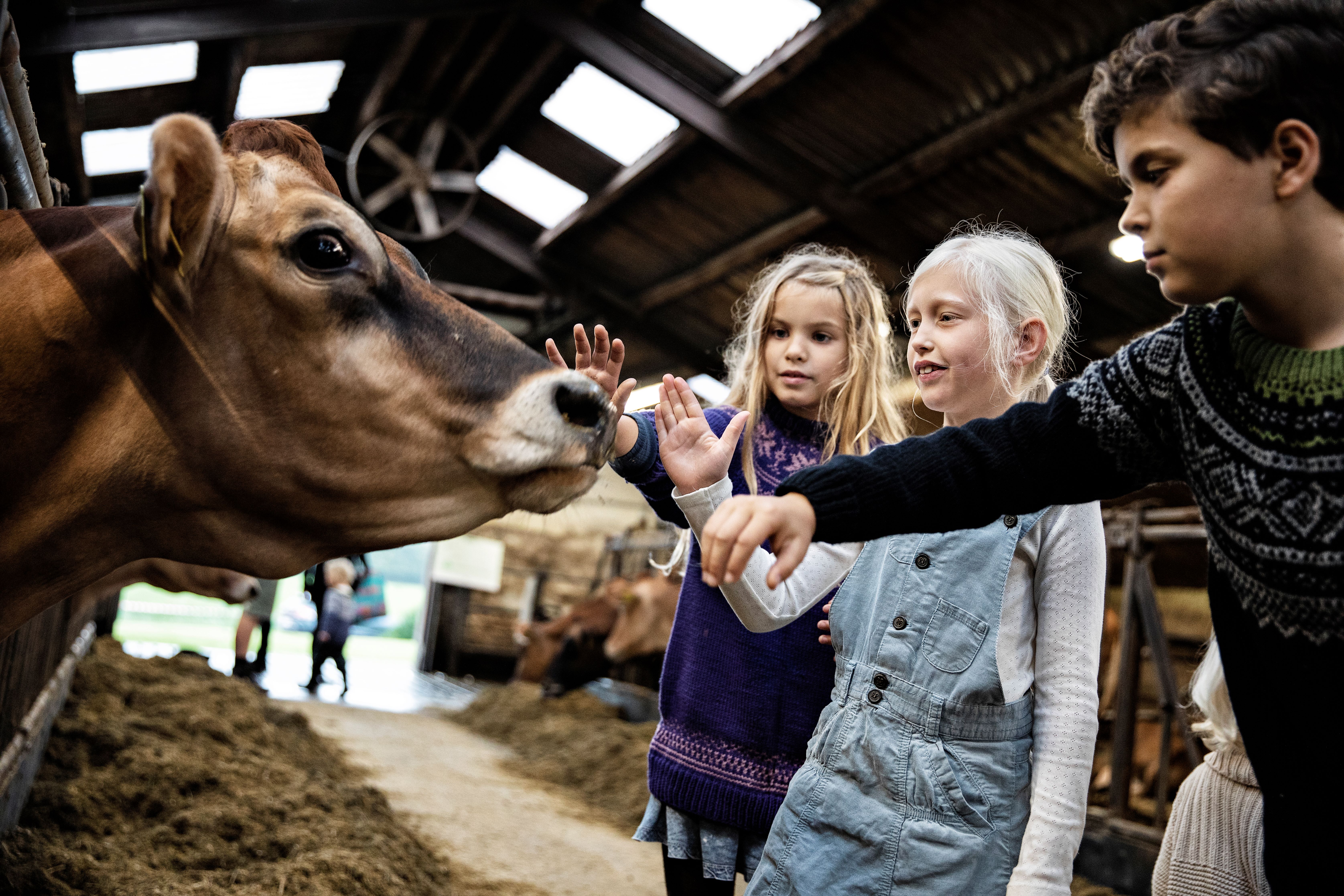 Lokale landmænd slår igen dørene op til Åbent Landbrug
