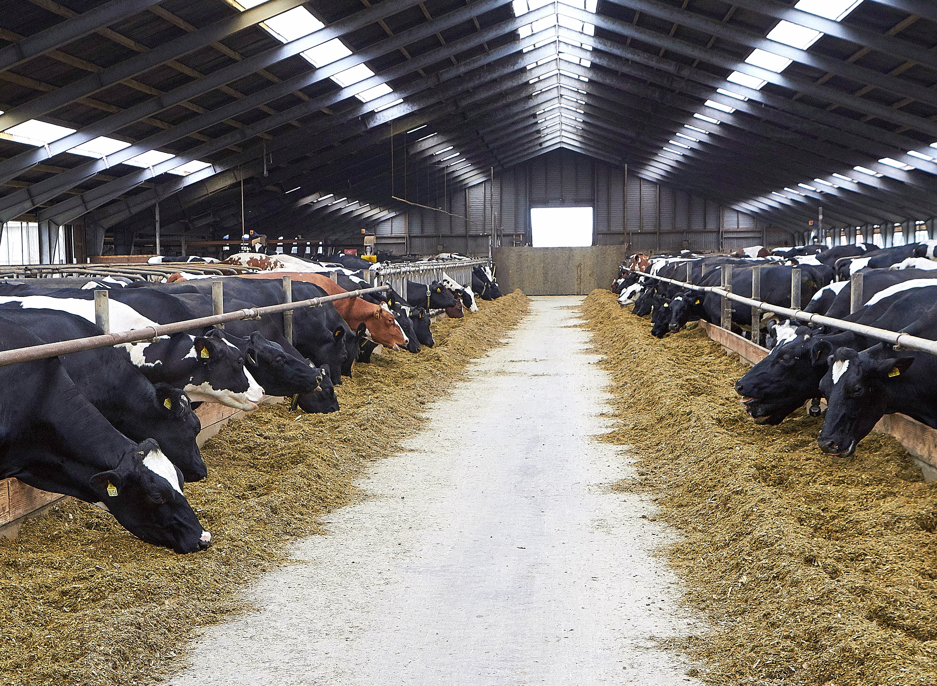 Kvægbudget 2023: Højeste DB er - indtil videre - 25.500 kr.