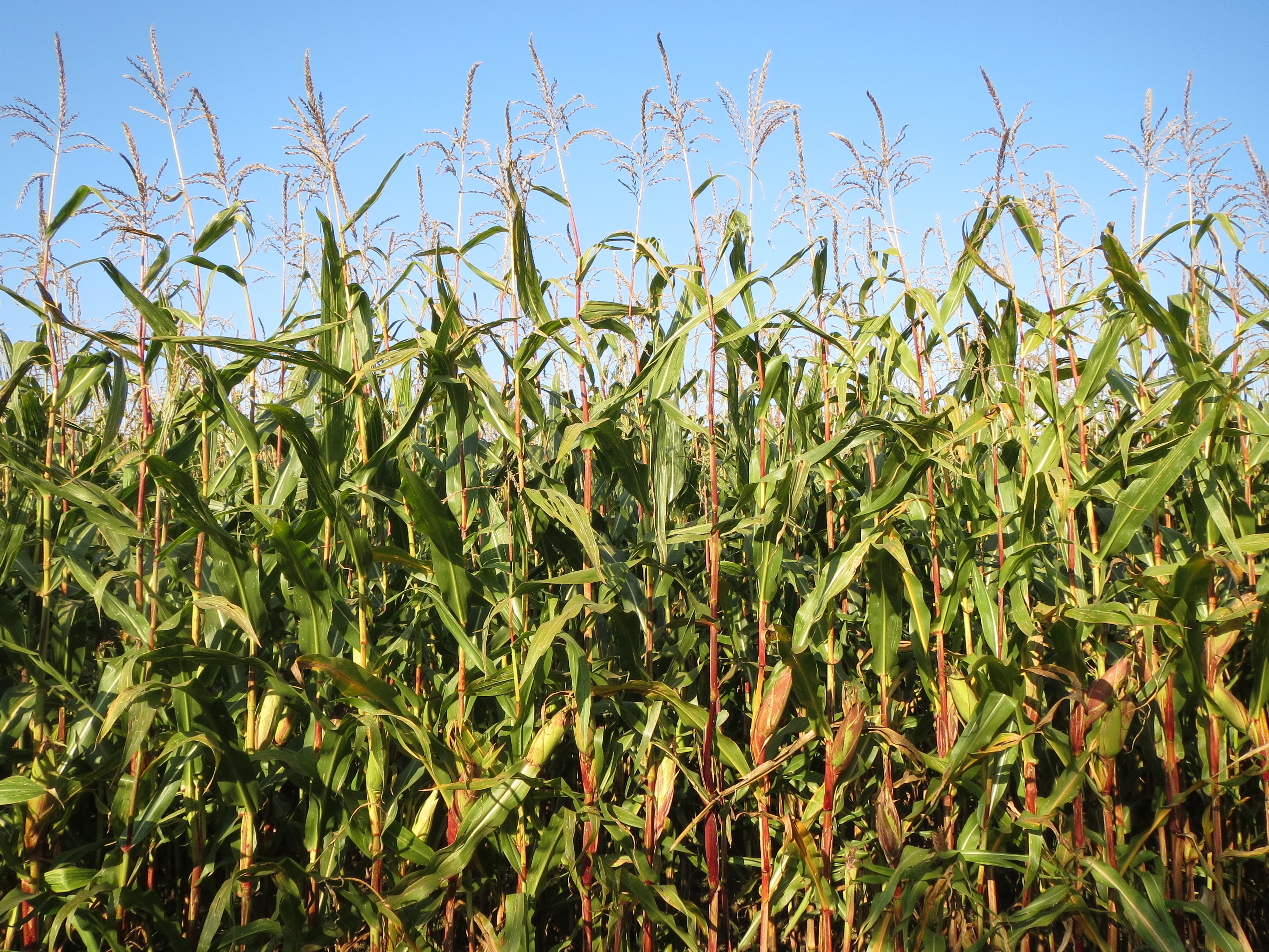 Flere steder mangler man økologisk grovfoder