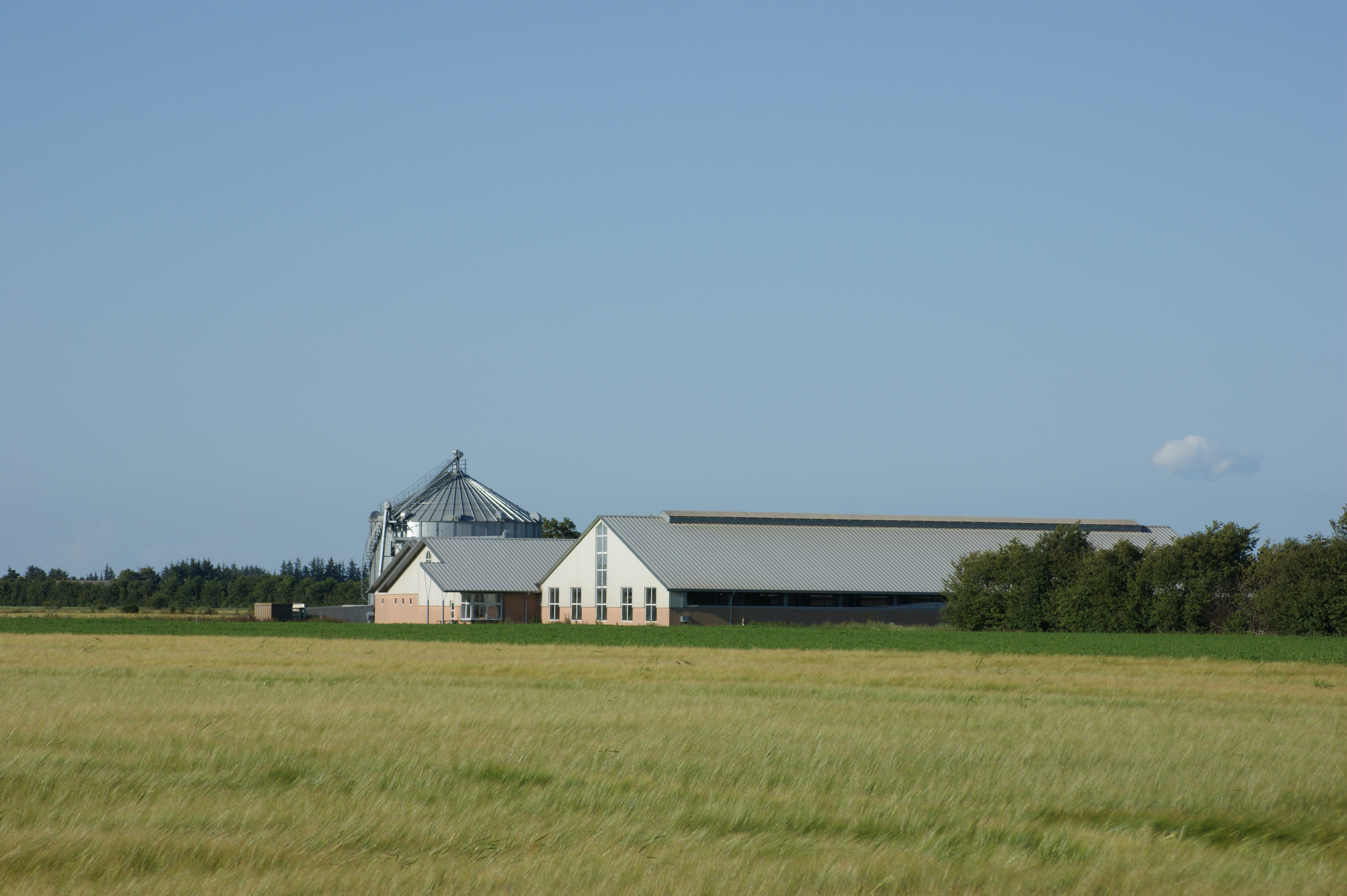 Løsgående søer: Tilskudspenge kan ende med at gå tabt