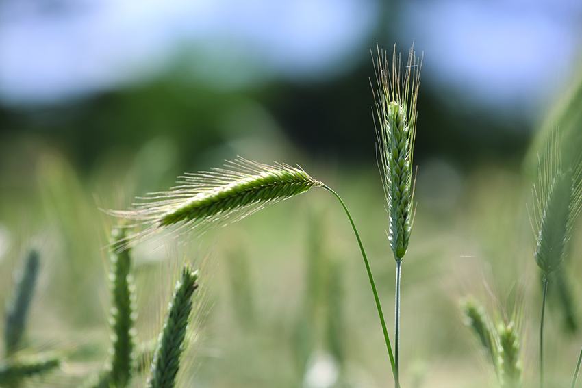 Gratis guld i grøftekanten ved Årre