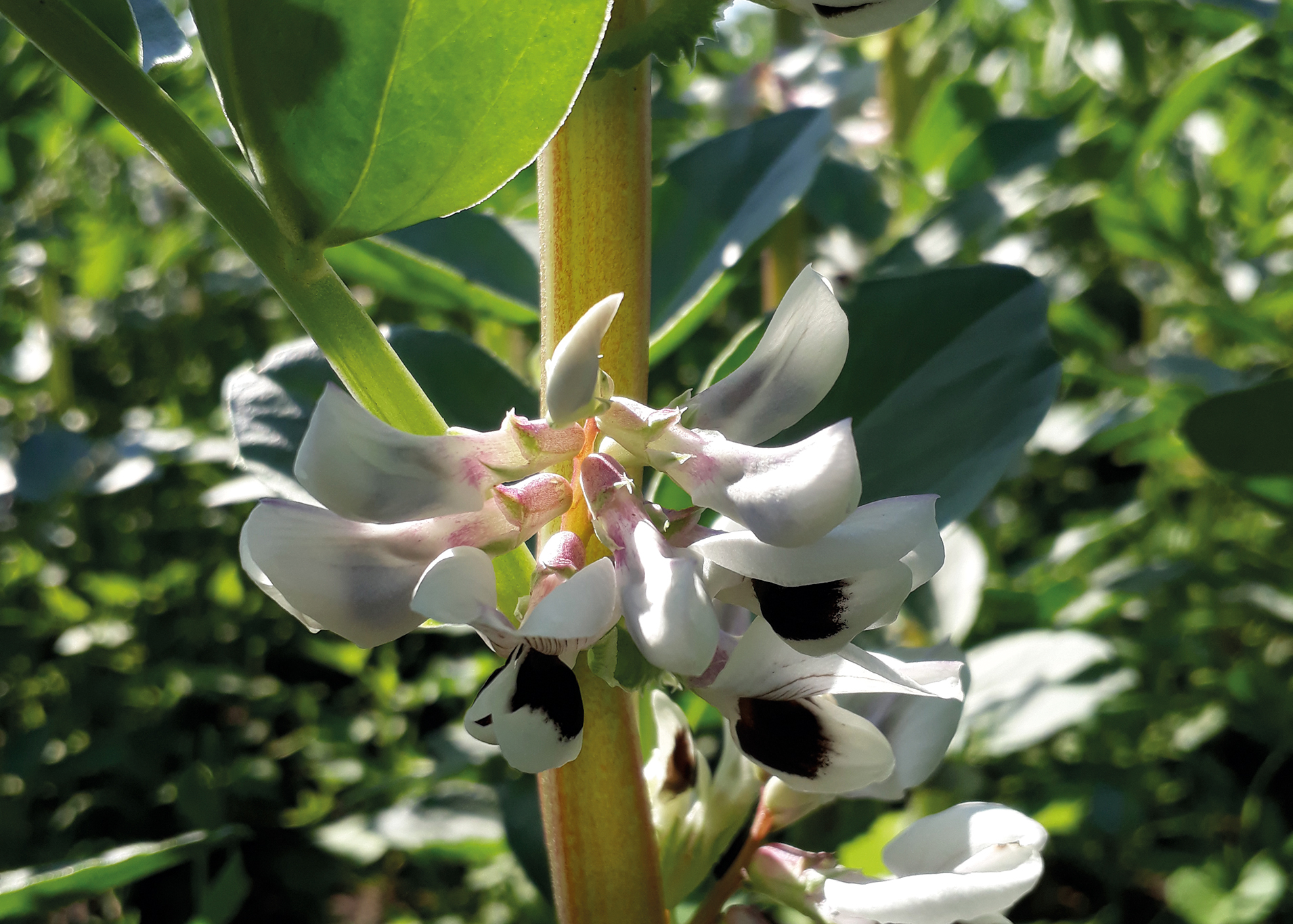 Økonomien i hestebønner 2022 overgår vårbyg