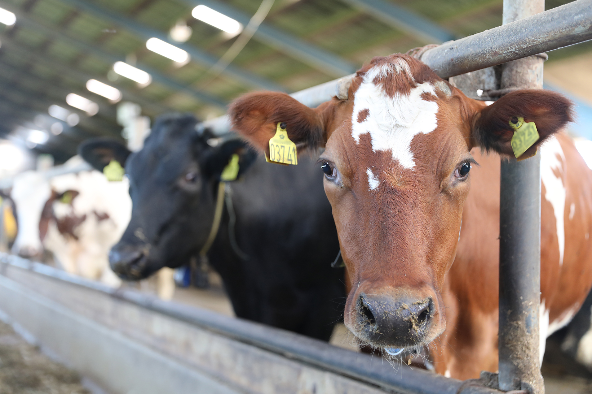 Mirakelpulver til køer går ind i sidste testfase