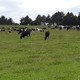 ESBJERG - Muligheder og udvikling i økologisk mælkeproduktion.