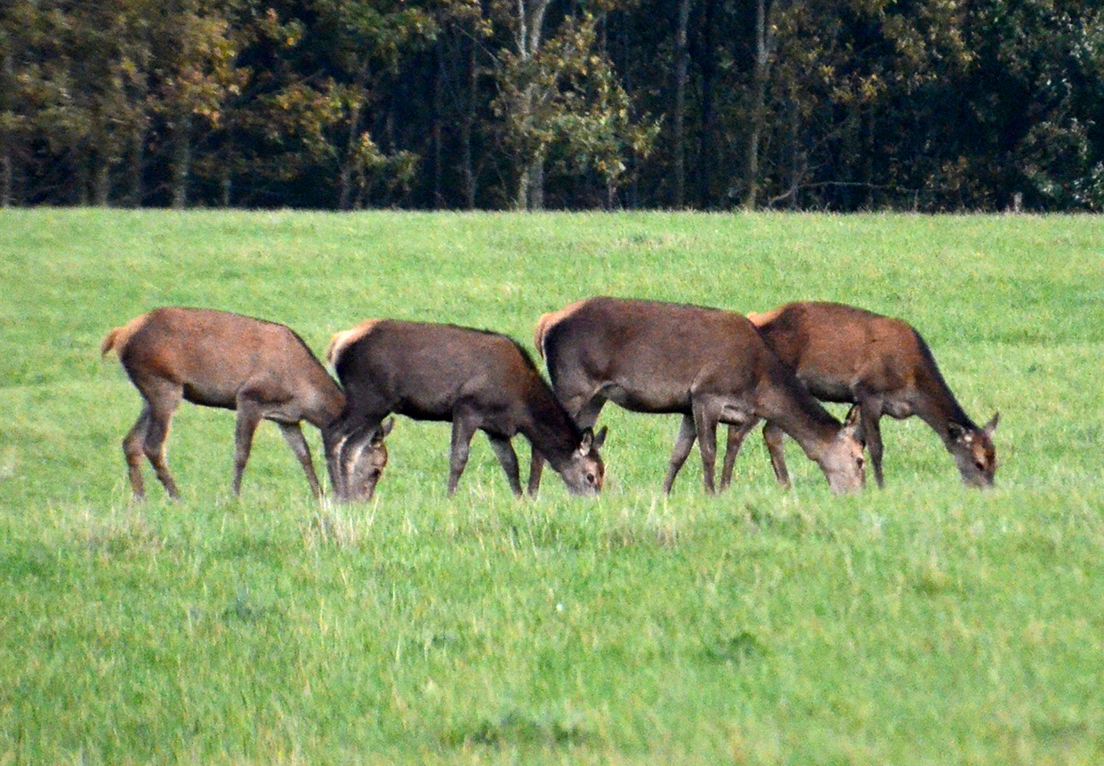 Sådan holder du krondyrene væk fra afgrøderne