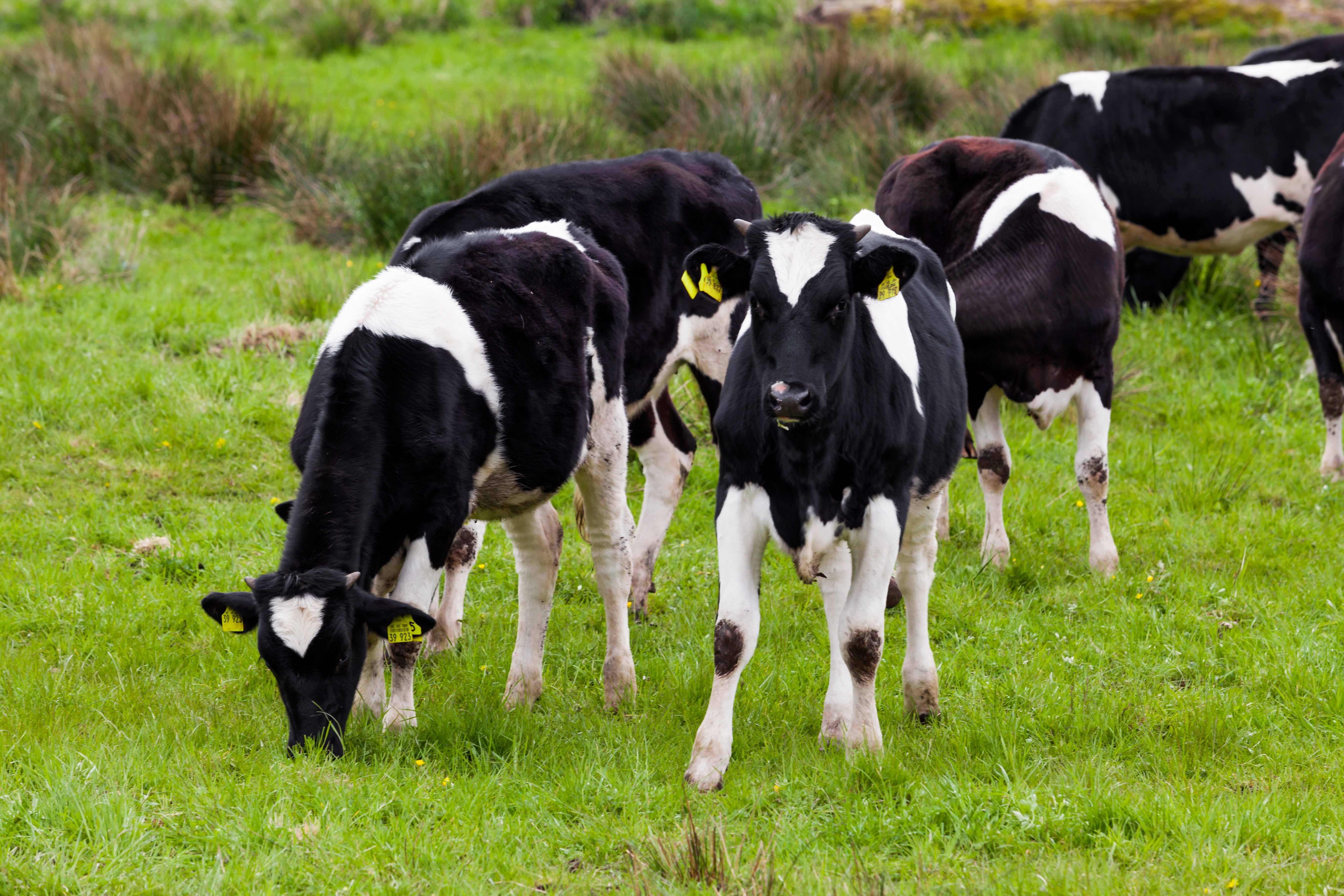 Sæsonen for parasitter er startet – en pædako kan hjælpe
