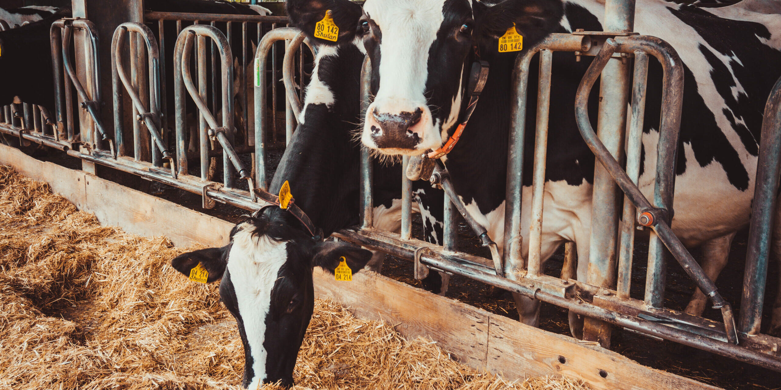 Det er nu, du skal tegne en grøn elaftale, hvis du vil opnå Arlas tillæg for grøn strøm
