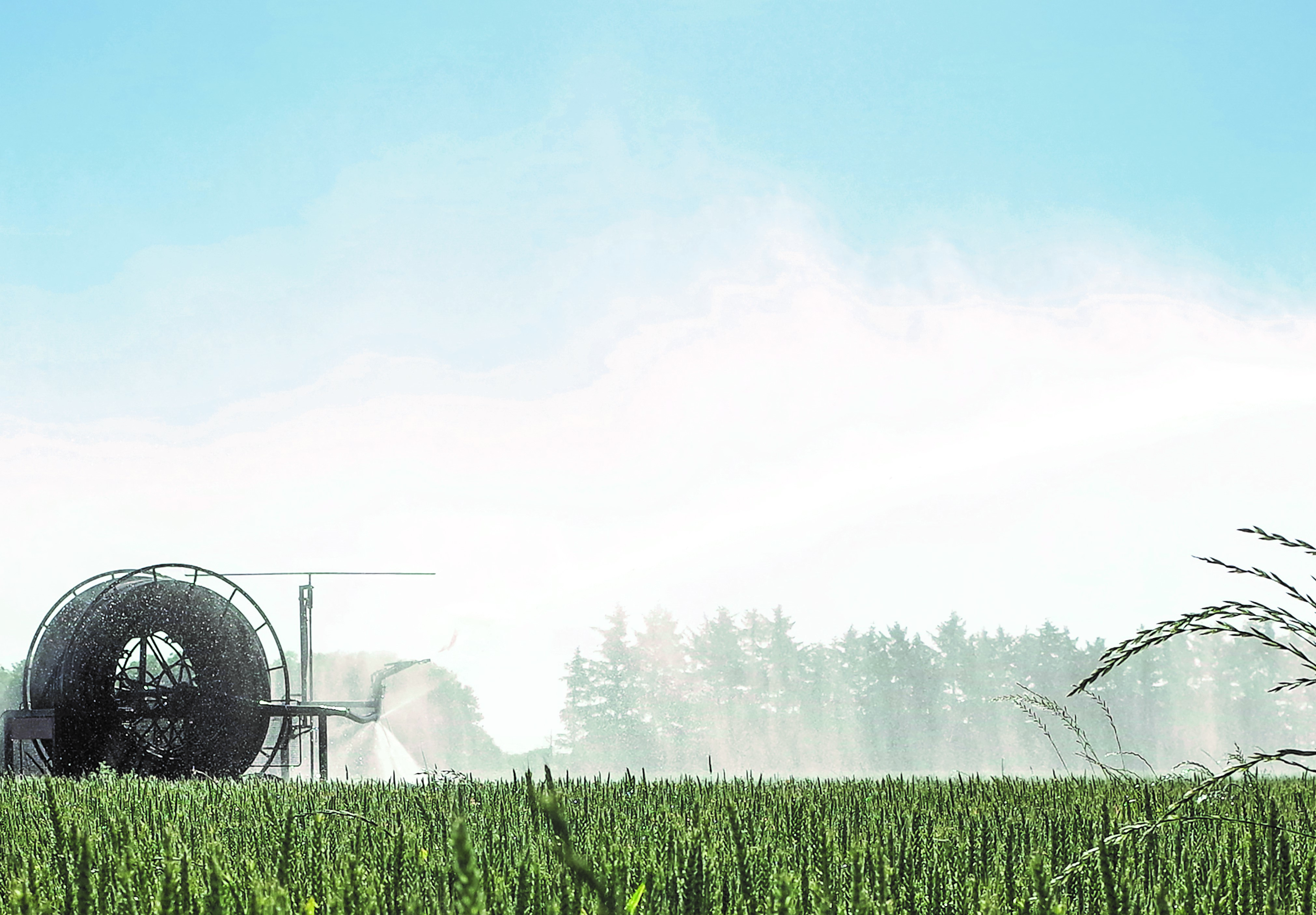 Disse af grøder skal du prioritere i tørken