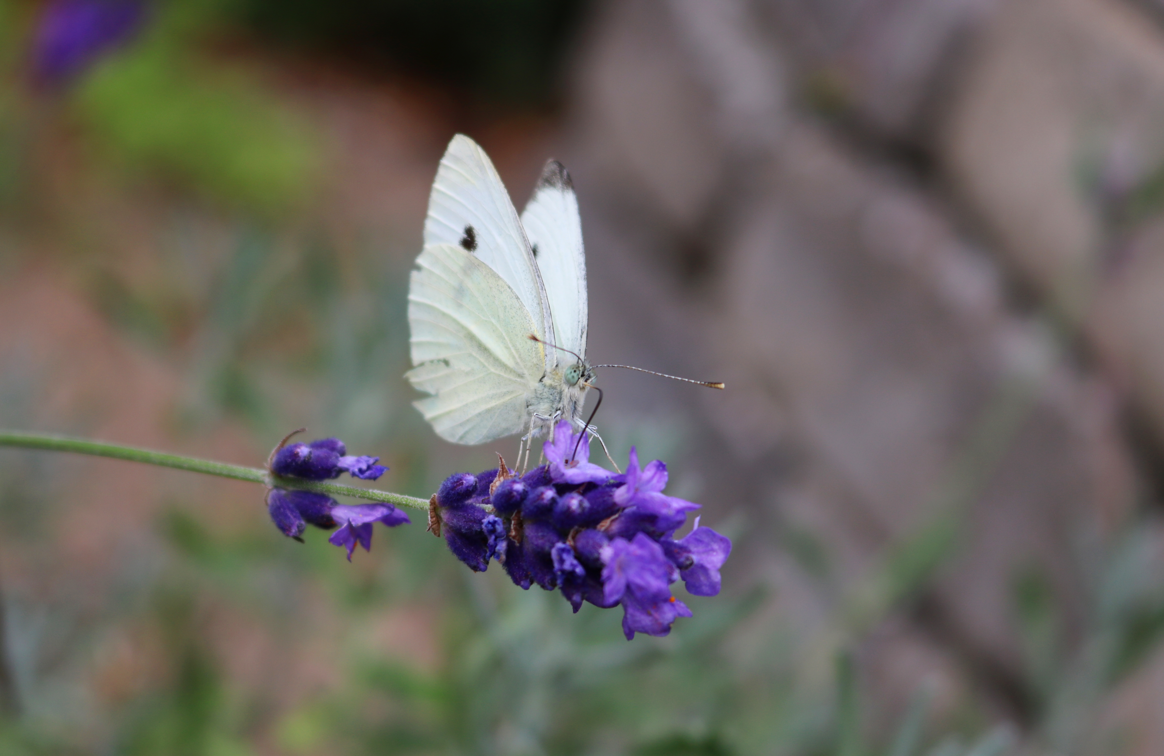Husk, at dine småbiotoper og brak skal ligge året ud