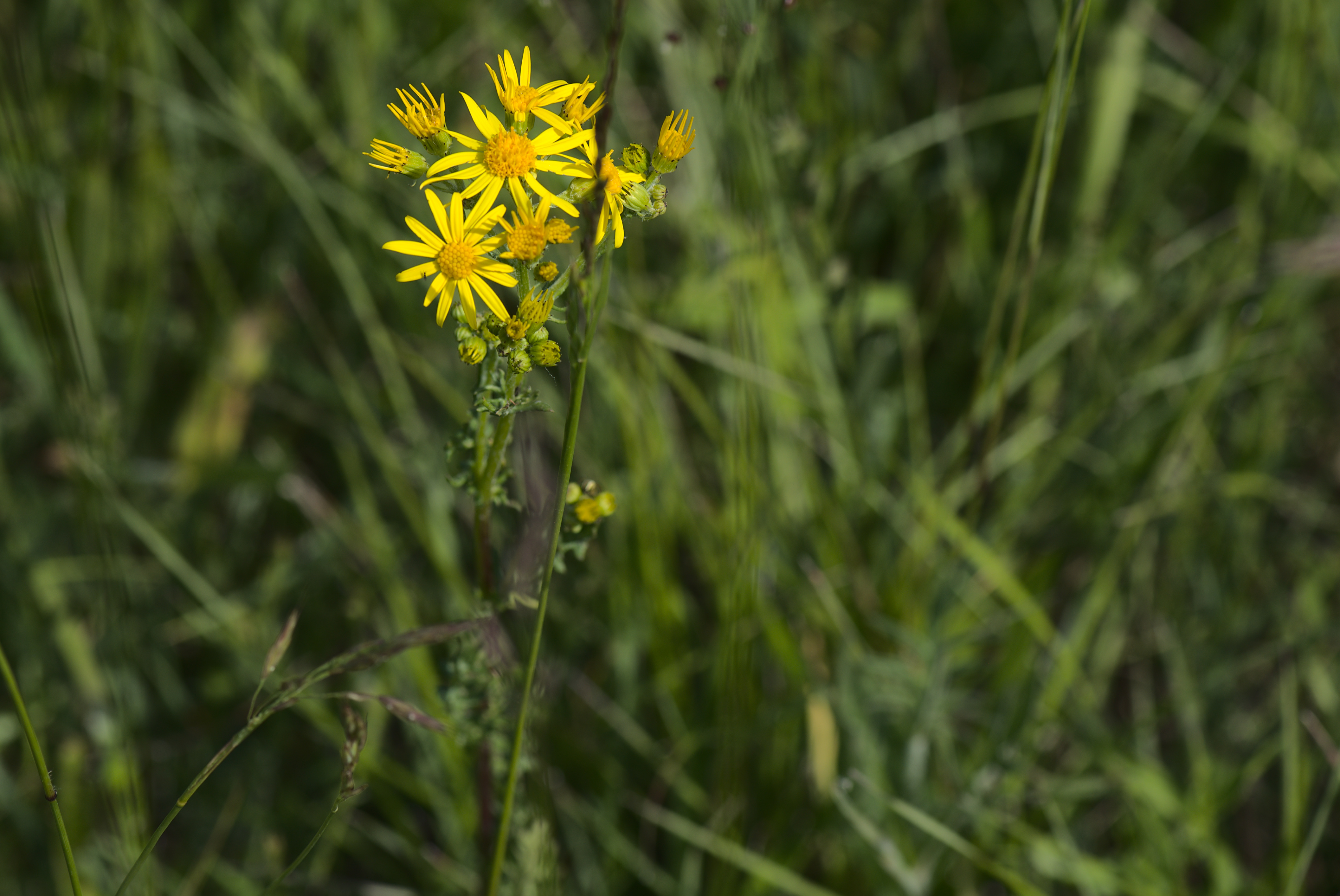 Glem ikke den giftige engbrandbæger