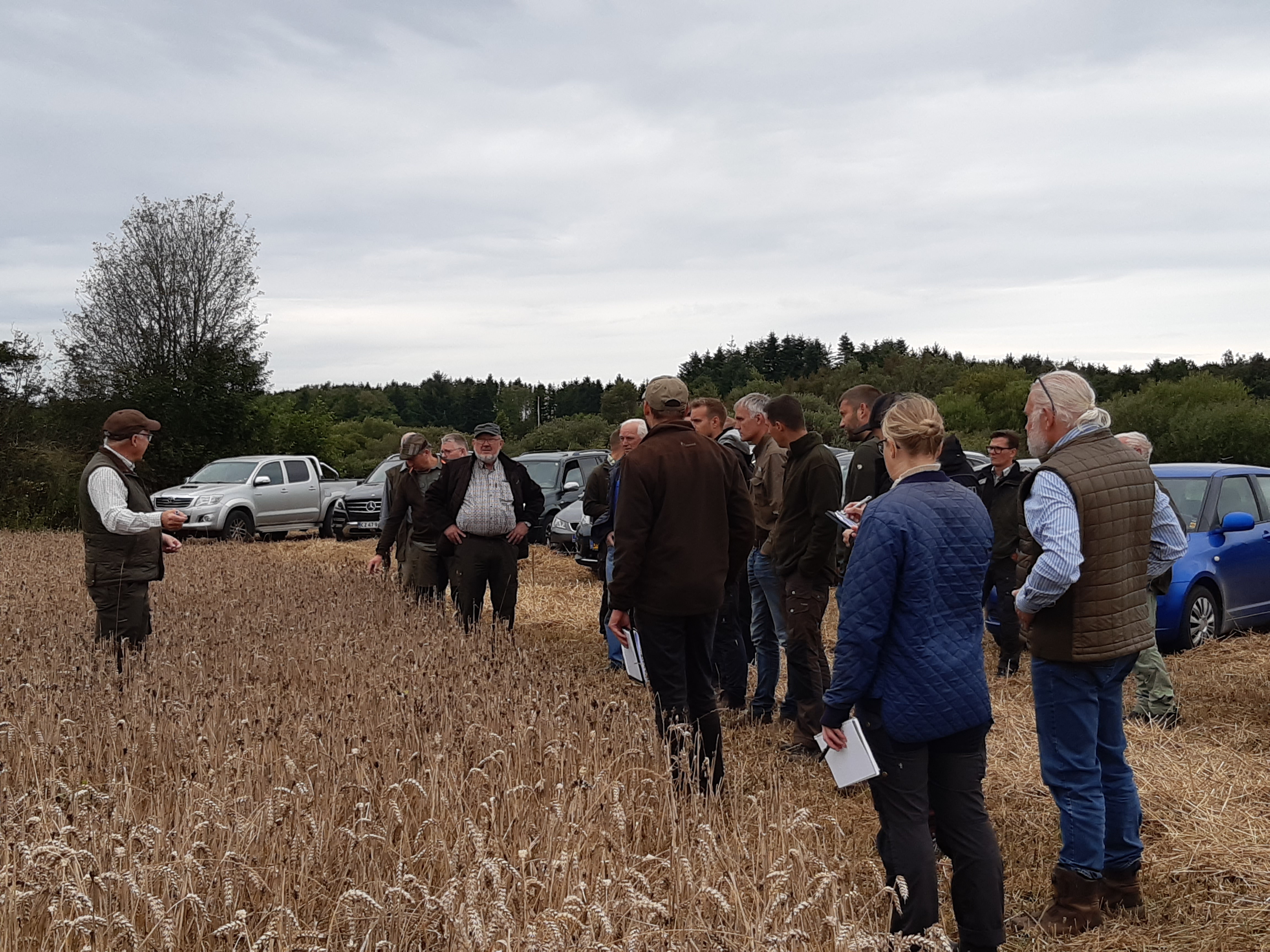 Temadag om hjortevildt på Ovstrup Hede