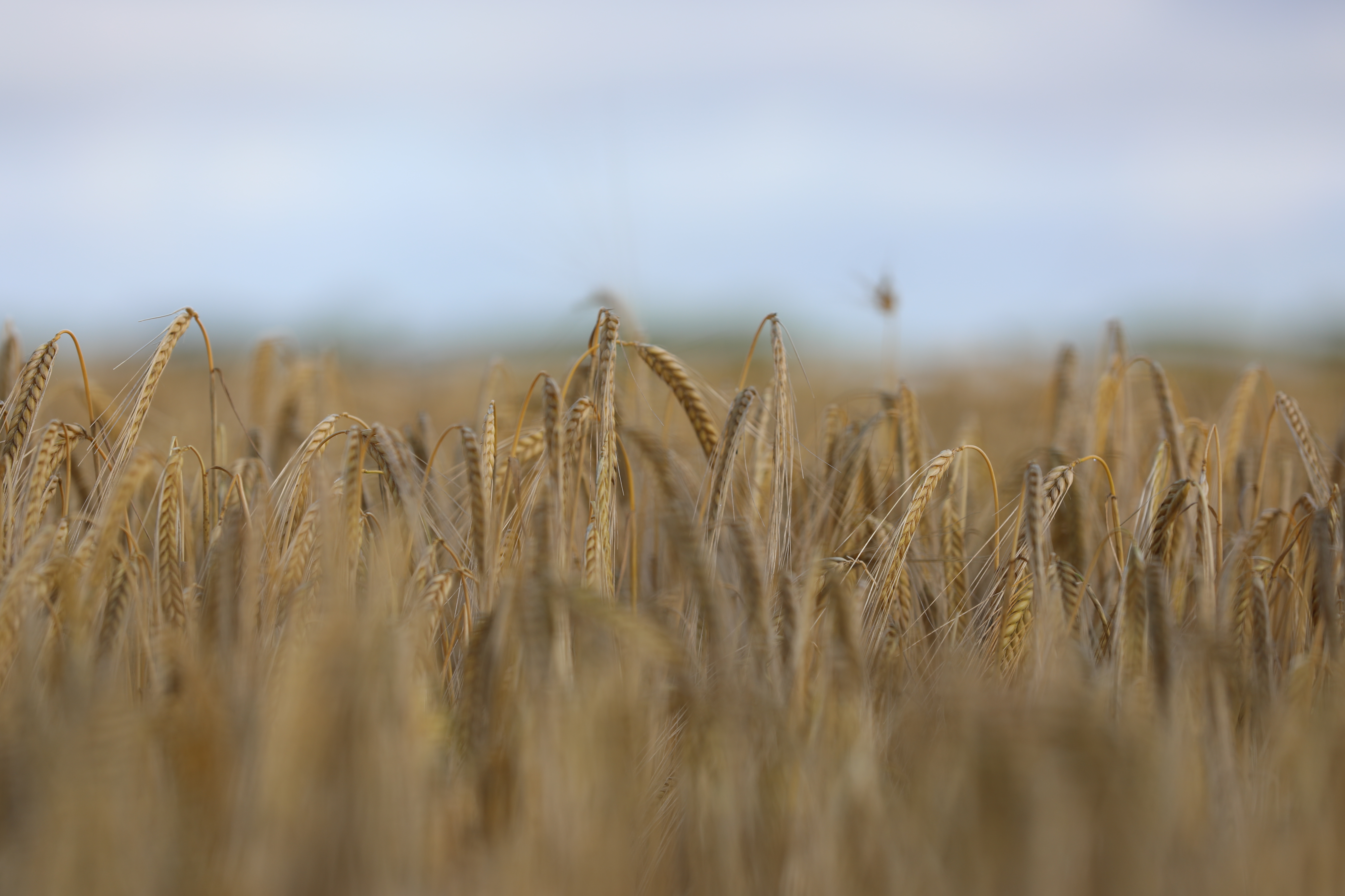 Har du vintersæd til efterafgrøder?