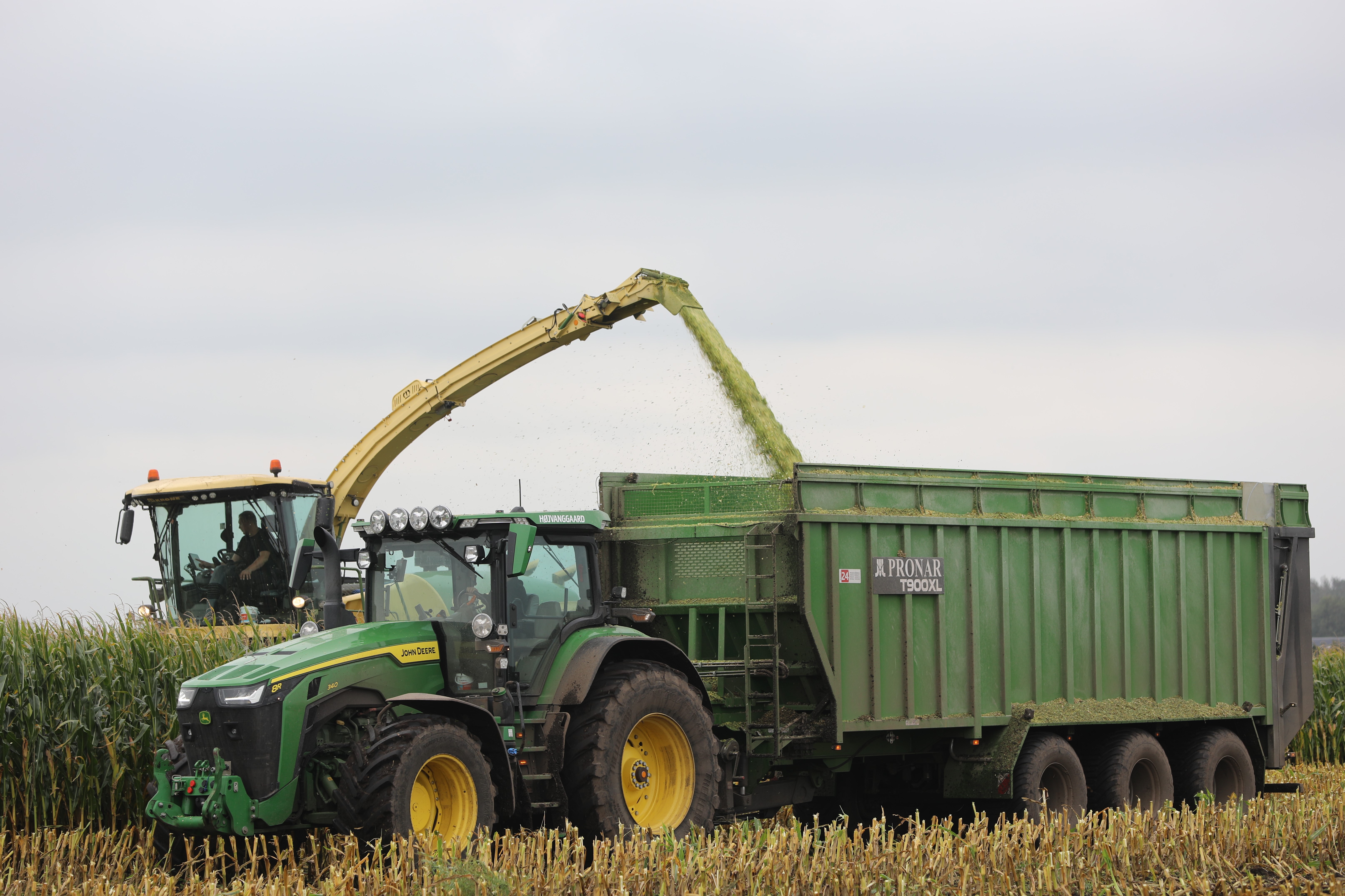 Det tegner til at blive et godt majs-år