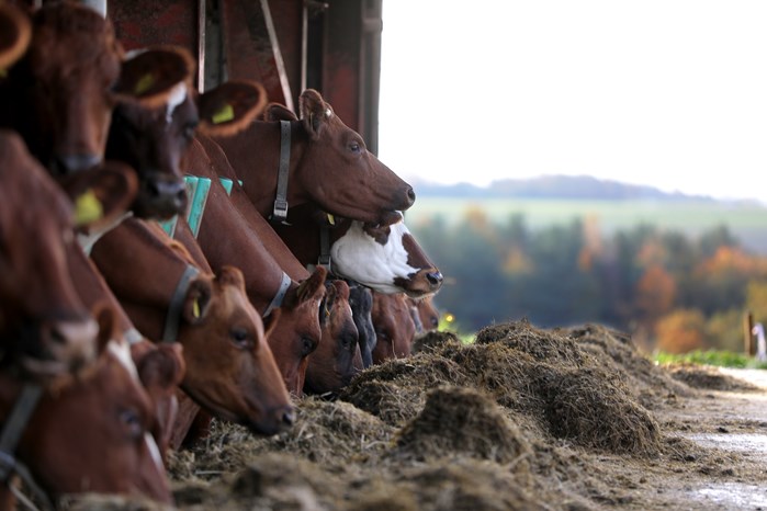 En normal sæson kommer der nok aldrig...