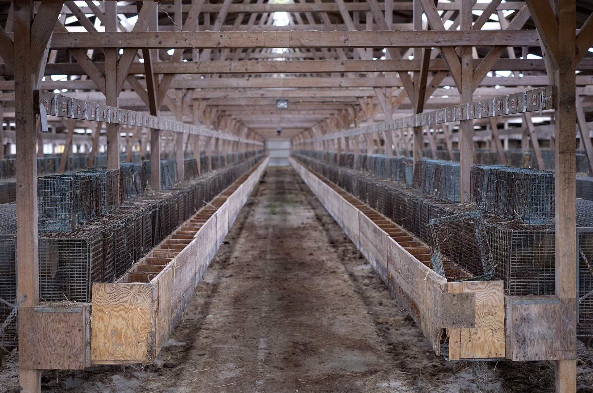 Her er minkavlernes juridiske muligheder